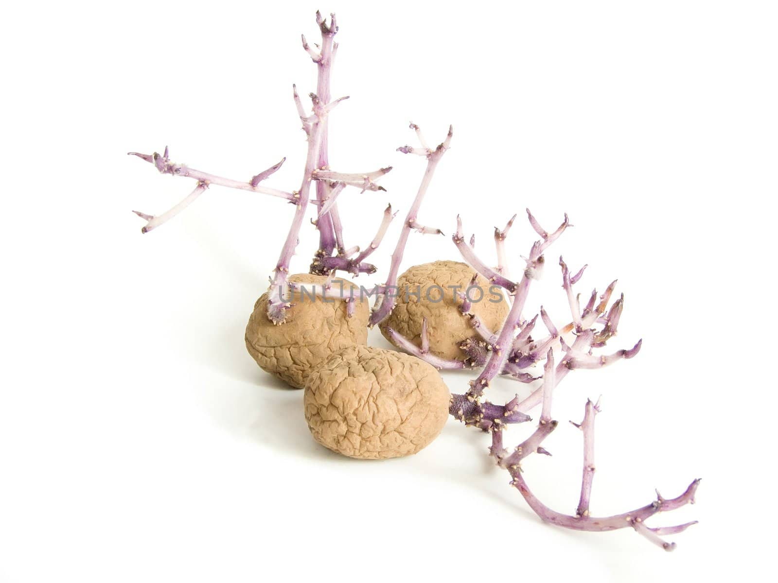 Progrown potato on a white background 