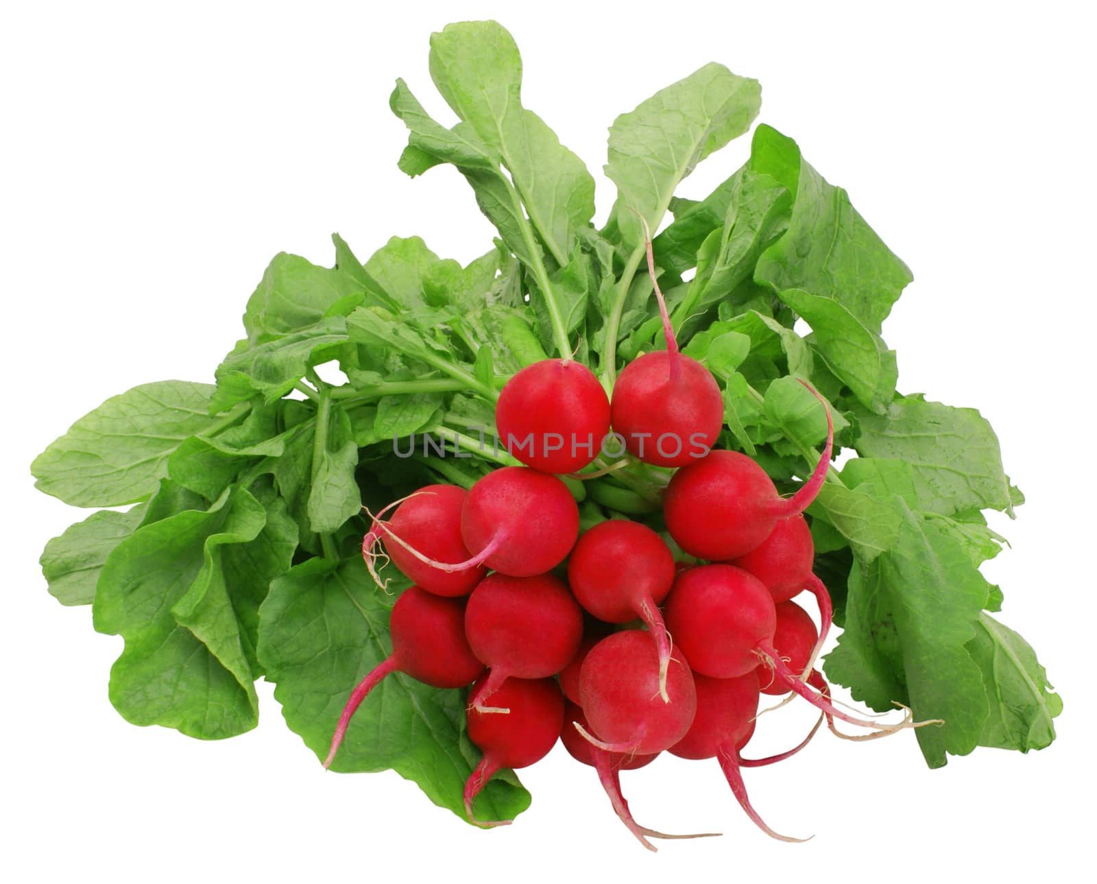 fresh red radishes with green leaves isolated over white with clipping path             