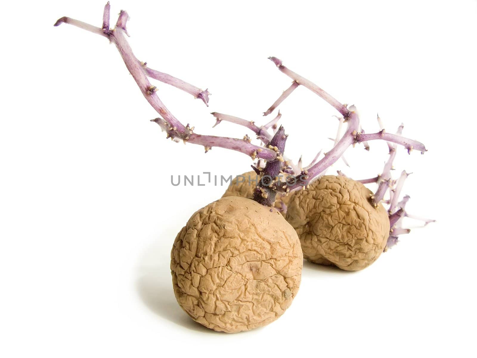 Progrown potato on a white background 