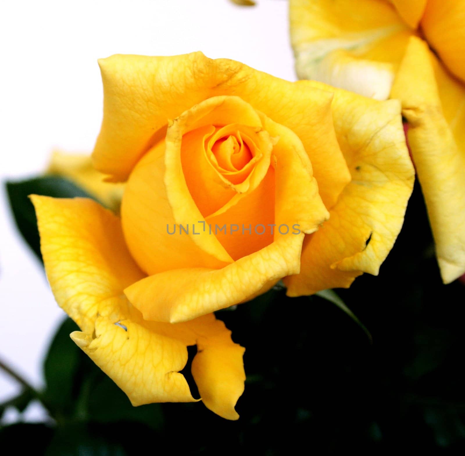 Yellow rose in garden public park "Retiro" in Madrid.