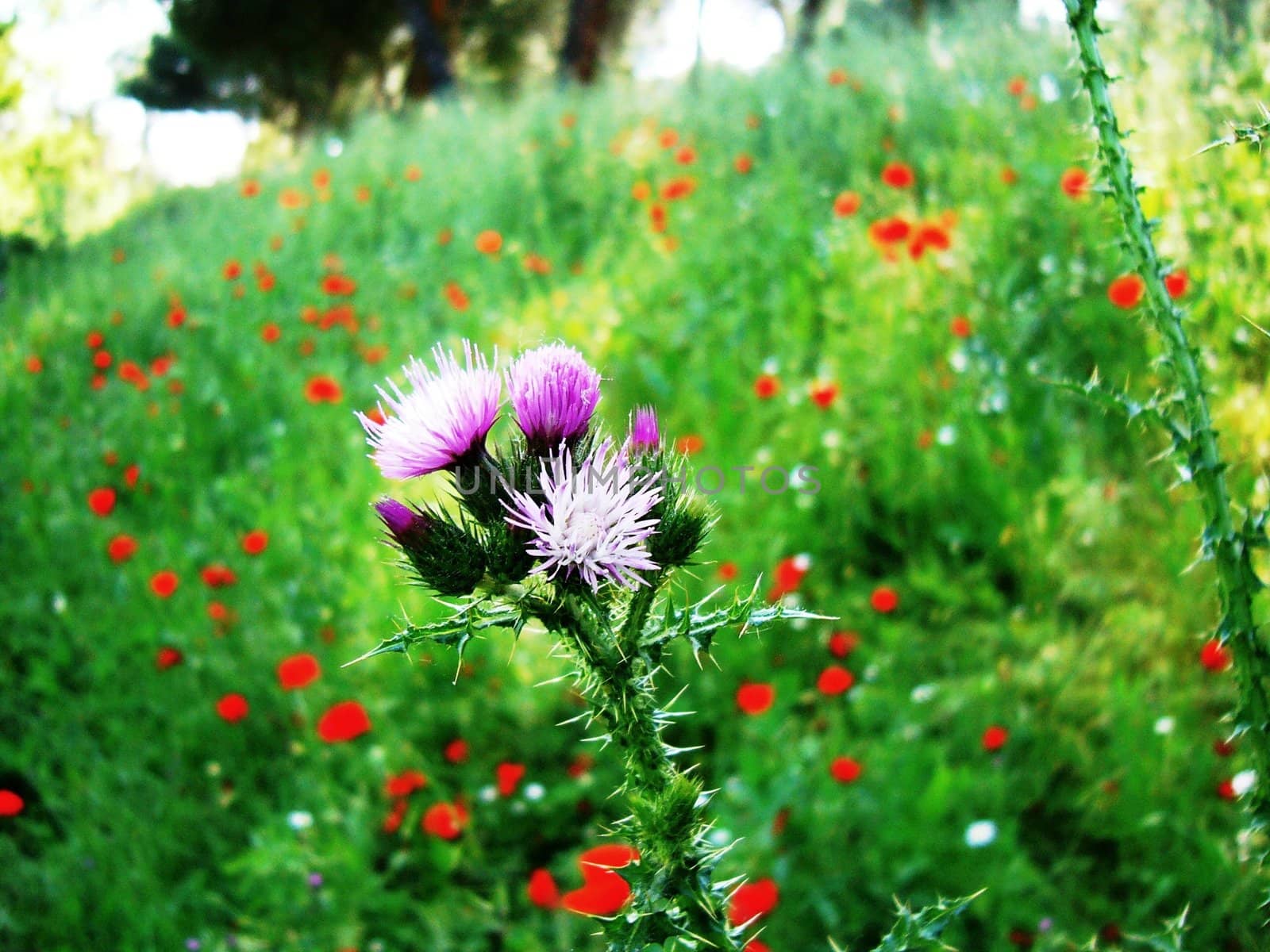 Wild flower among pappies in old park of Madrid "Casa de Campo".