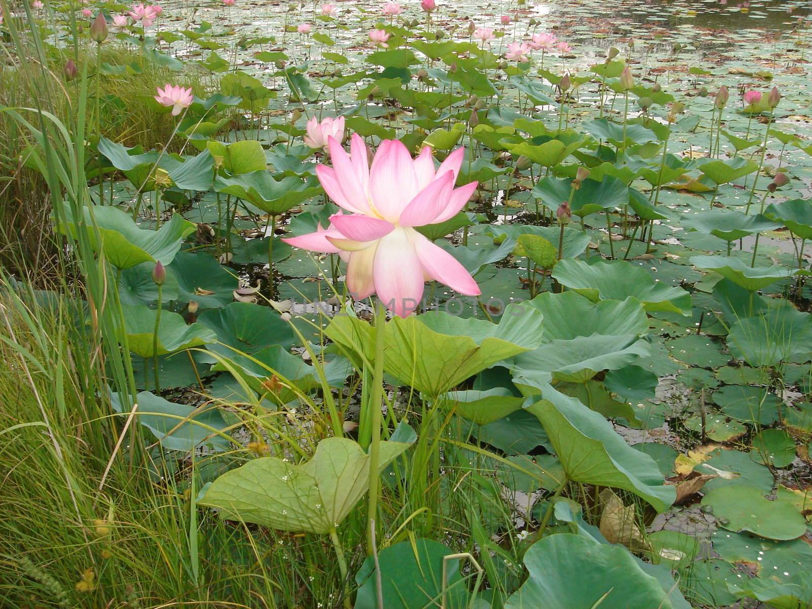 Lotus - is found in red book, flowers once per annum