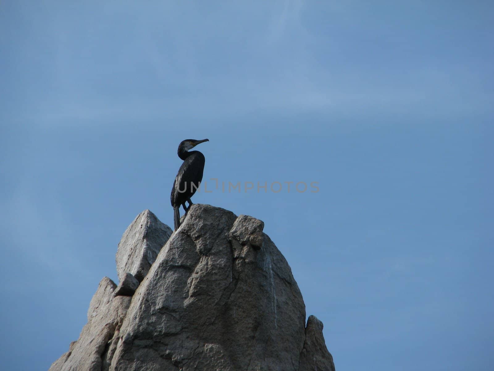 Proud bird sits on the most high grief, under sky