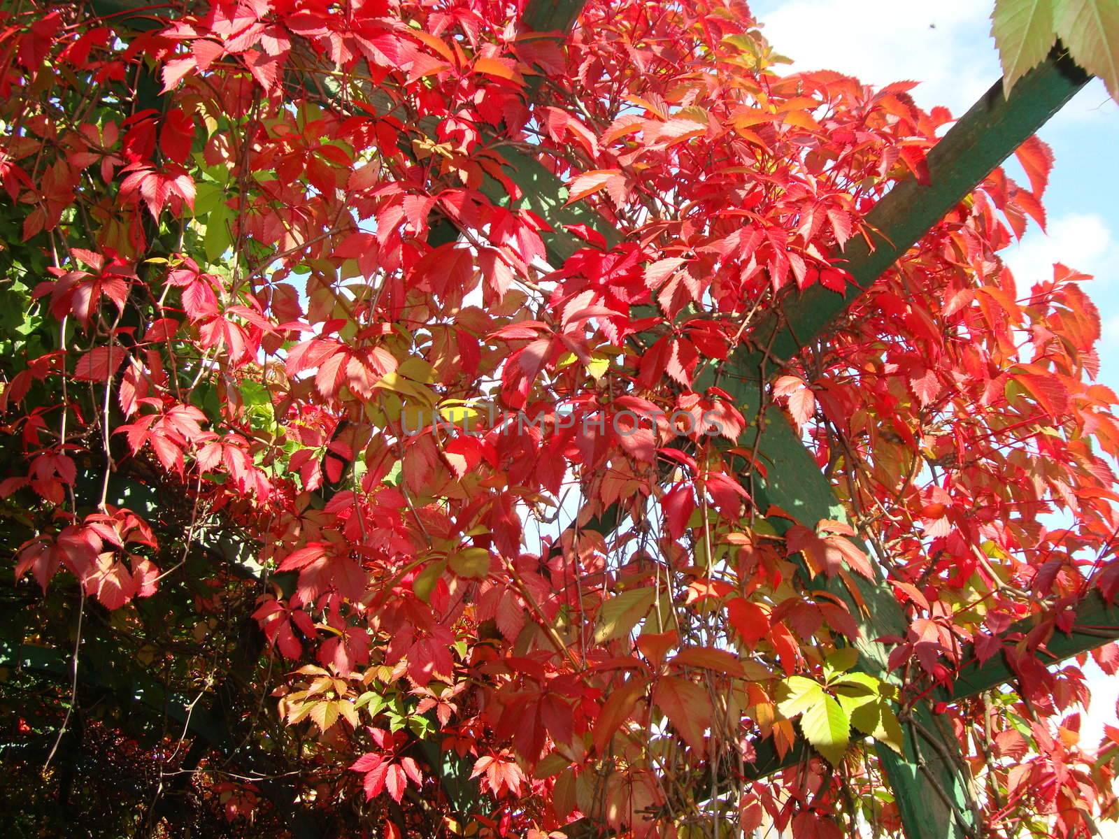 Vine of grape changes year verdure on gold autumn