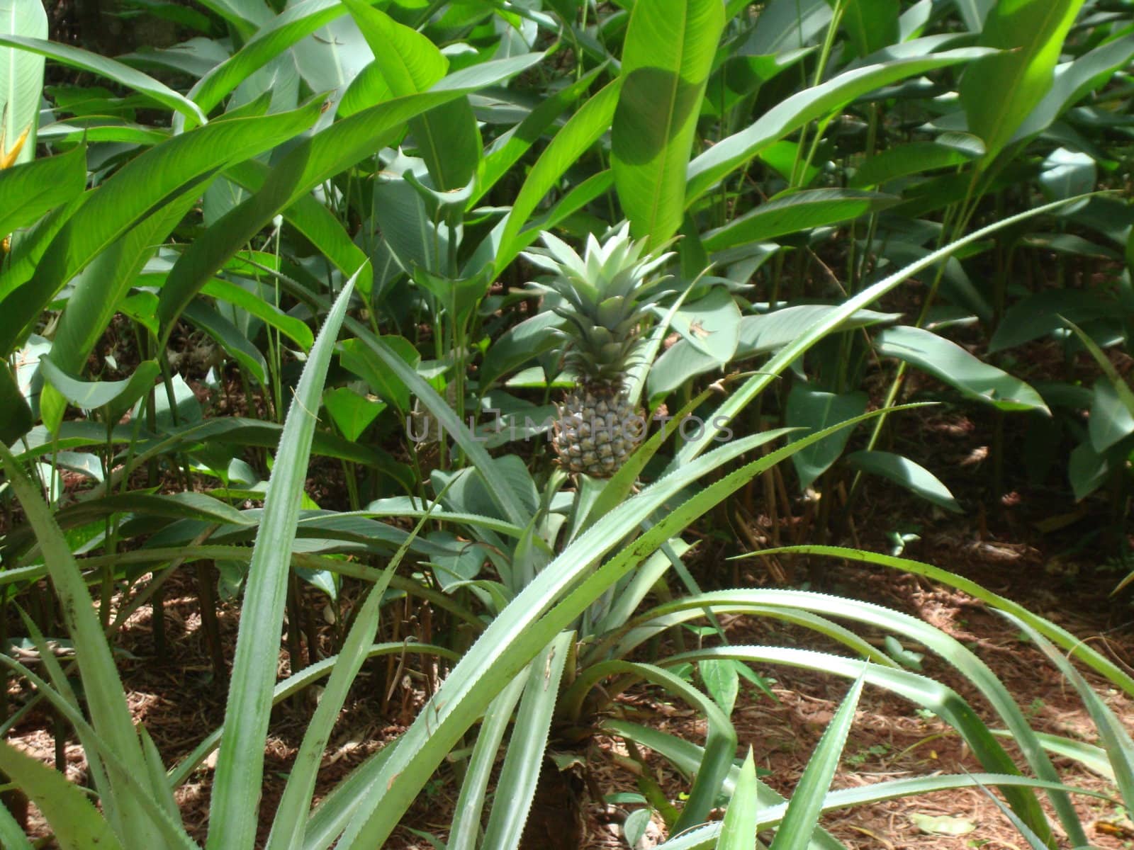 Pineapple grows on land, long, green sheet