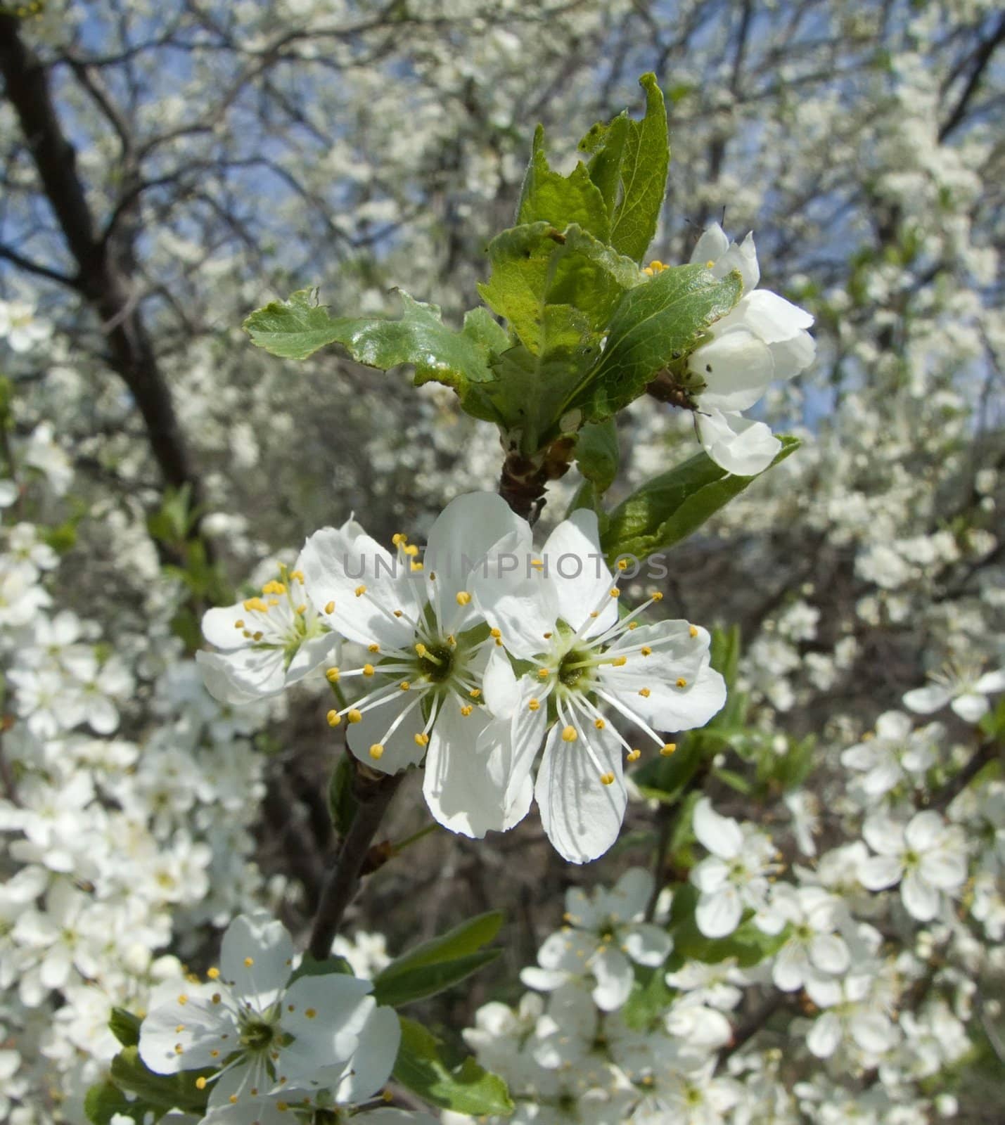 The blossoming cherry in spring to a garden 