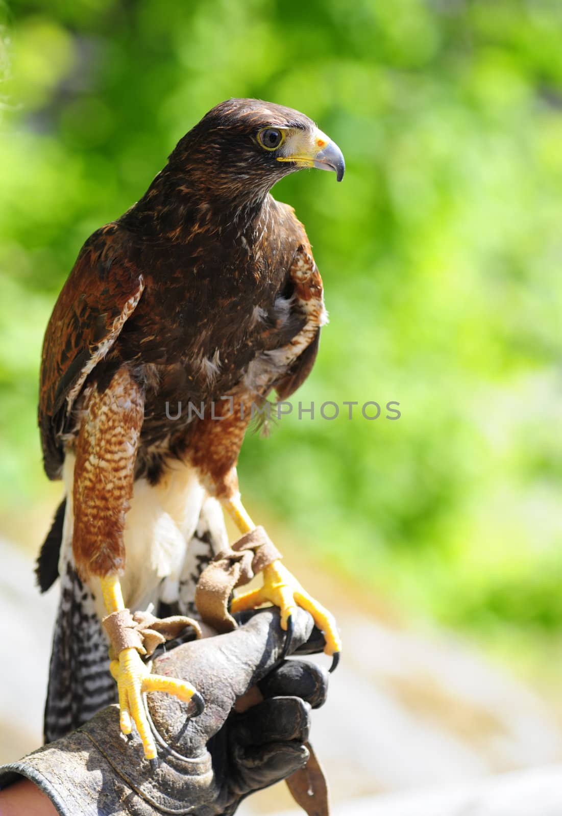 predator bird on hand of owner