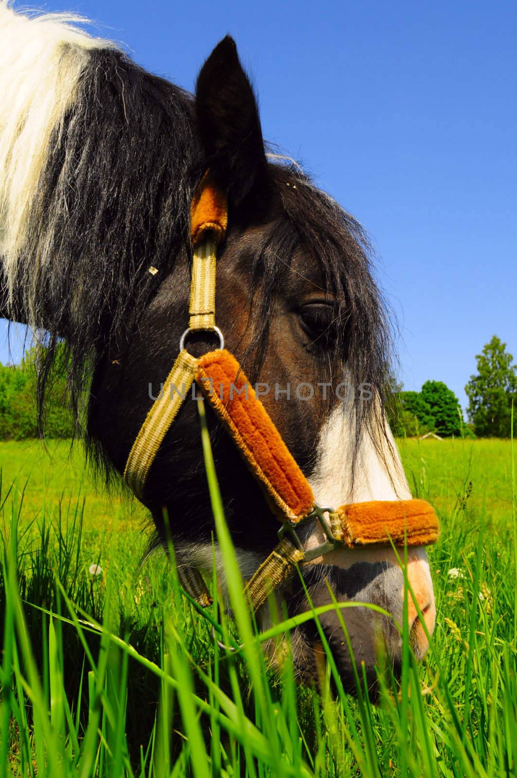 Grazing horse by Magnum