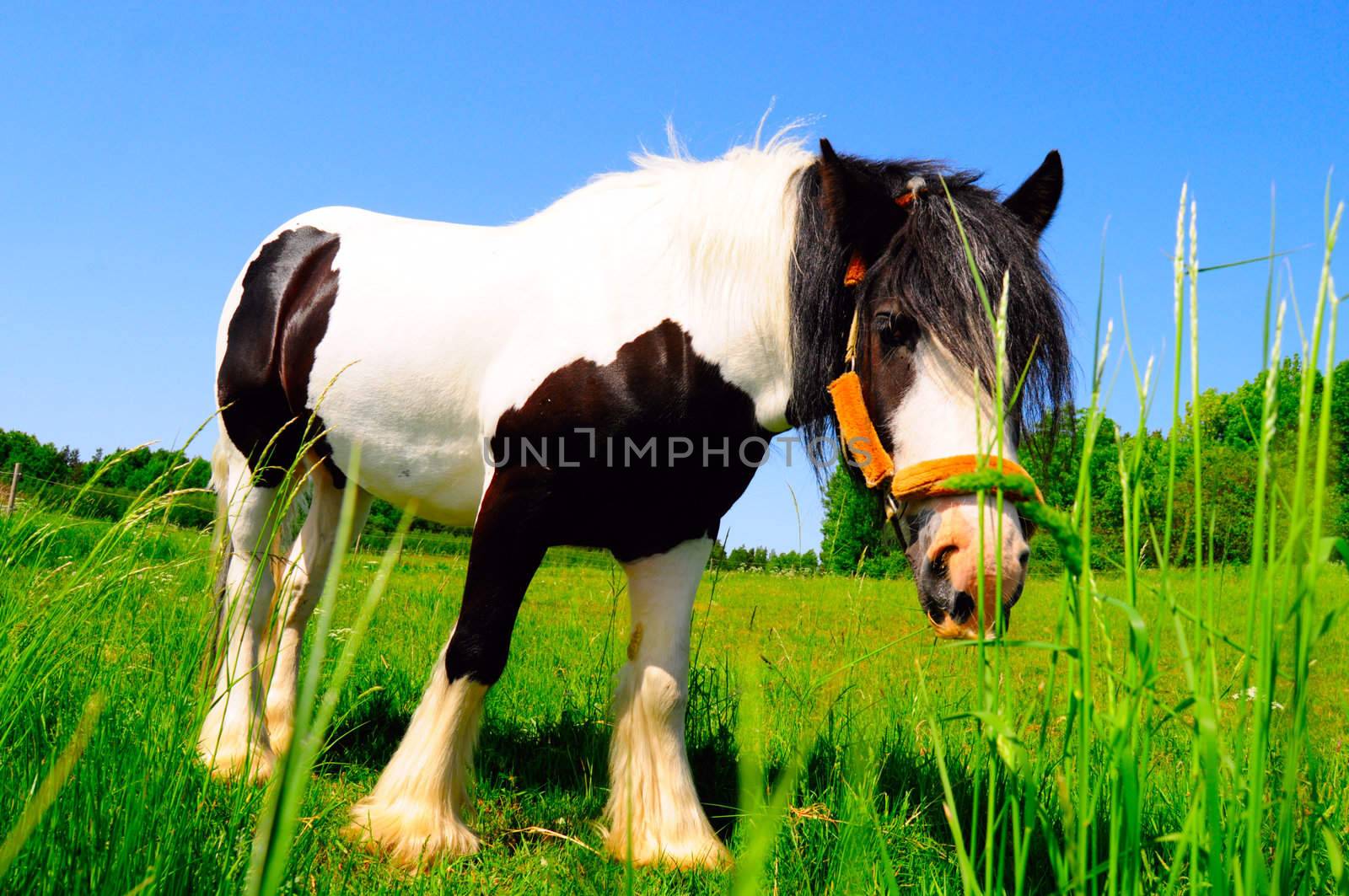 horse in grass field