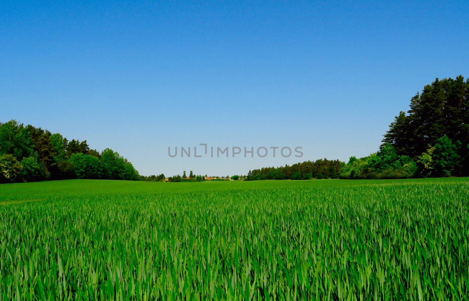 crispy green field by Magnum
