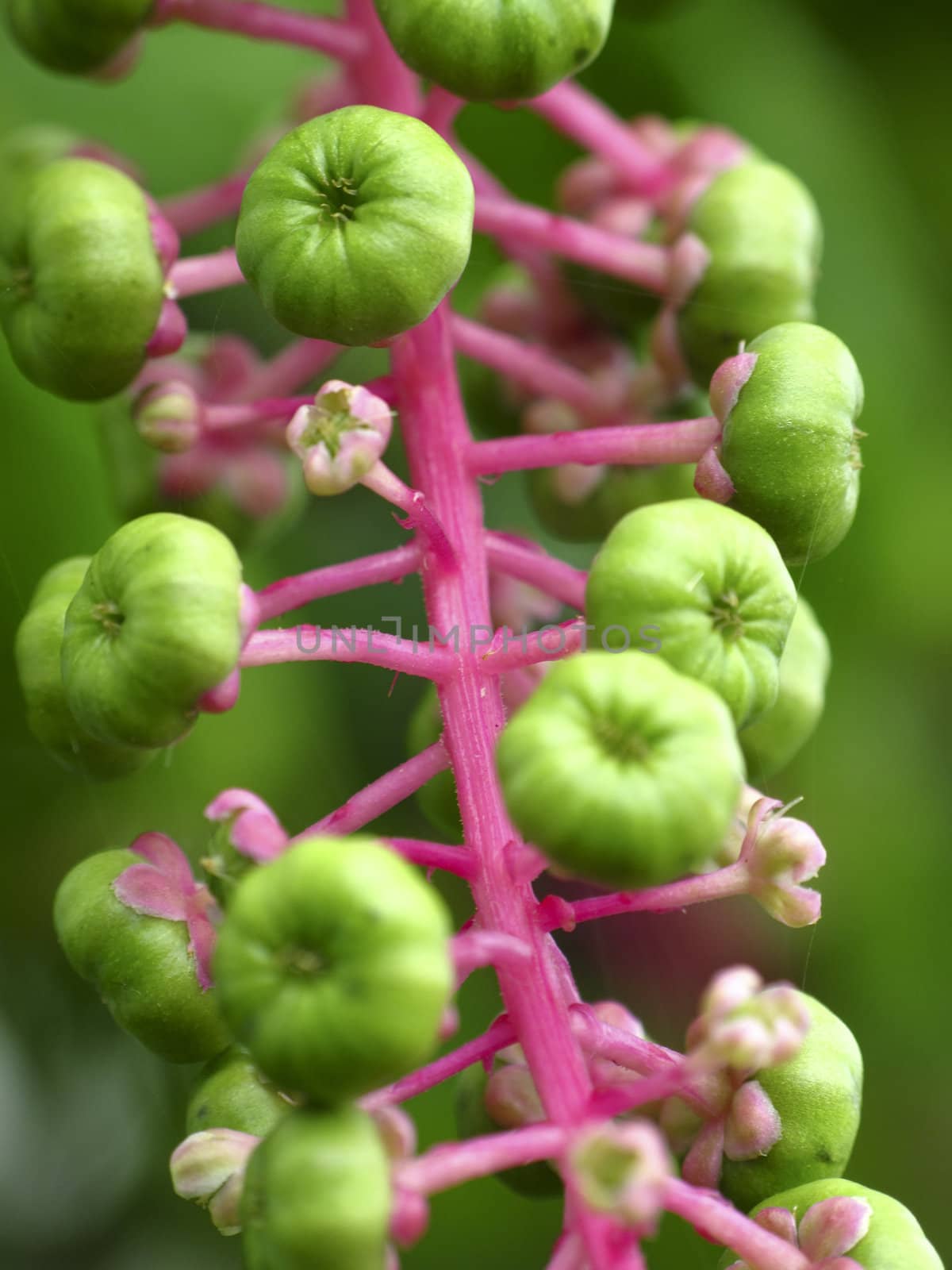 Closeup of green seeds and pink stalks of a plant