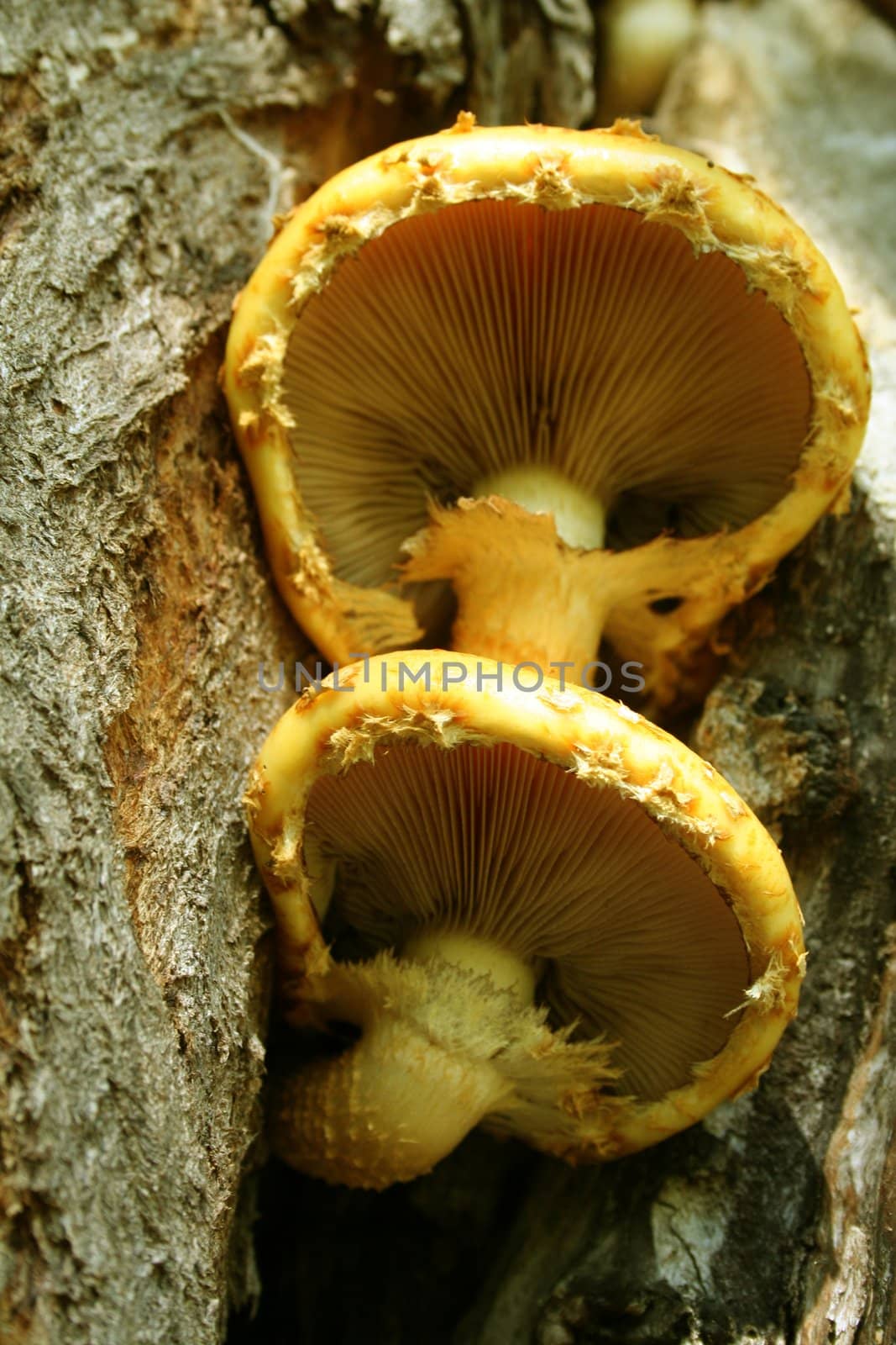Two wood mushrooms on a bark of a tree 1