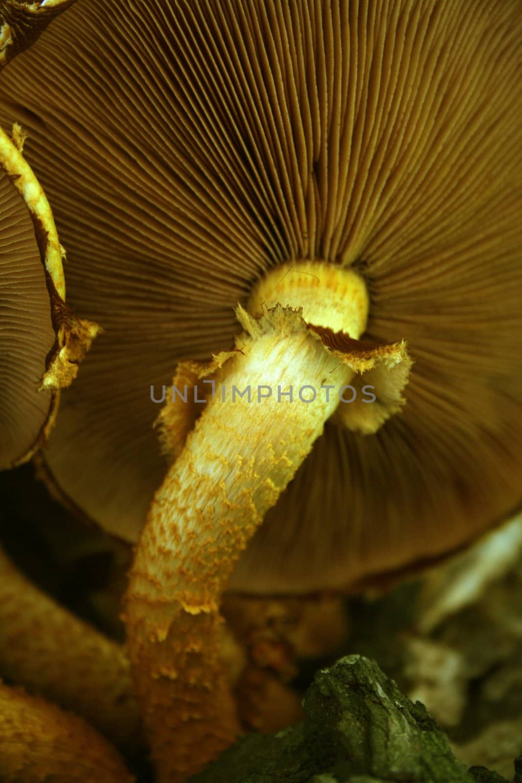 The bottom part of a wood mushroom on a bark of a tree 2