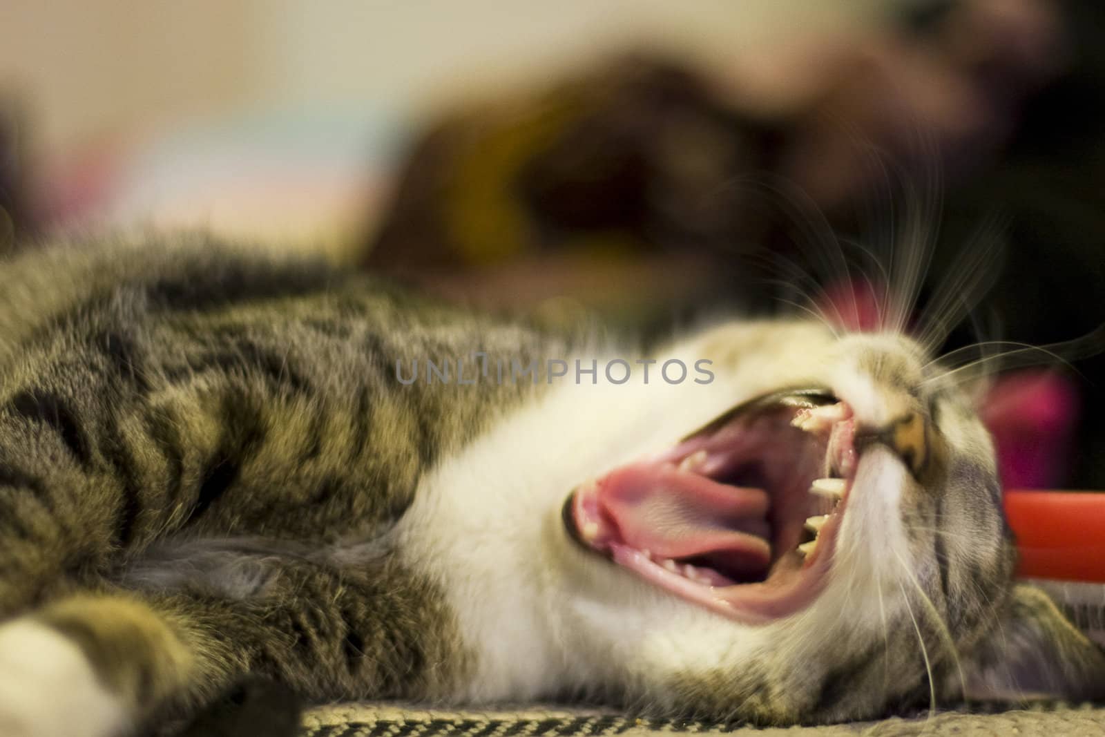 A cat yawning wit his big mouth open