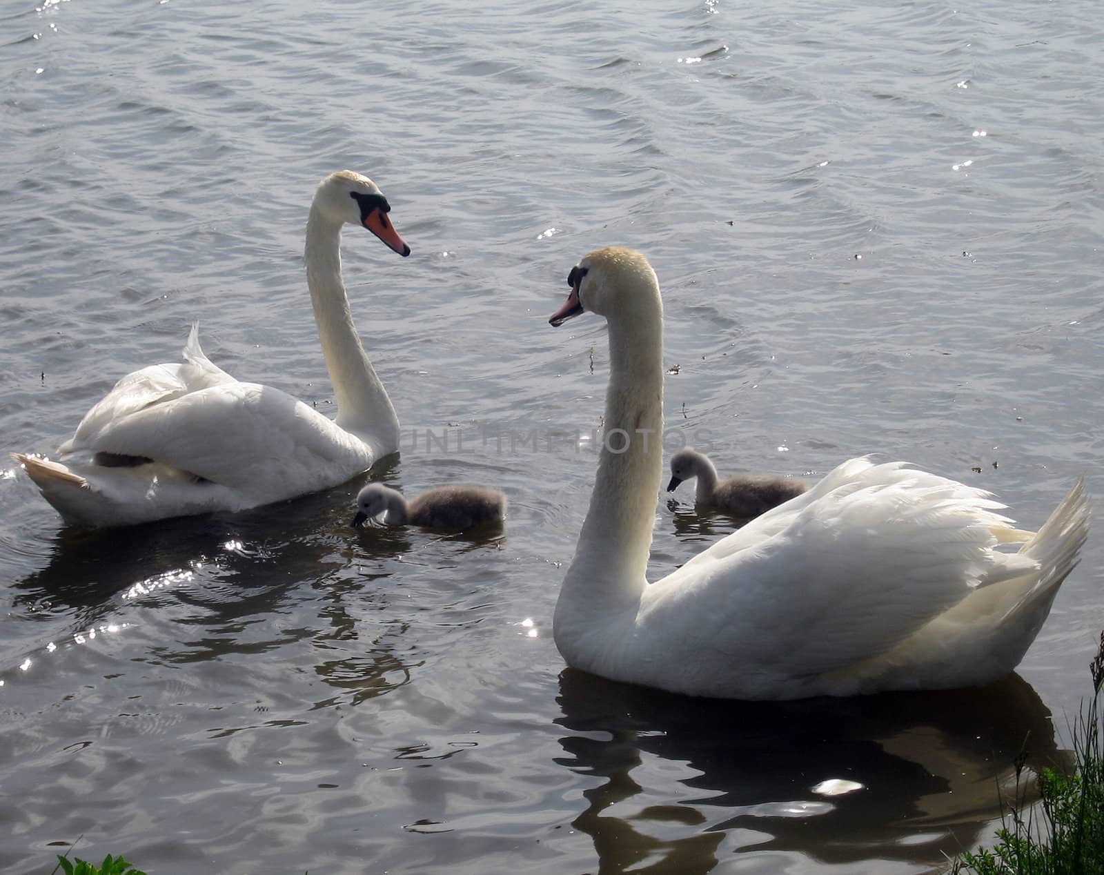 Family of swans in a pond by Jaklin