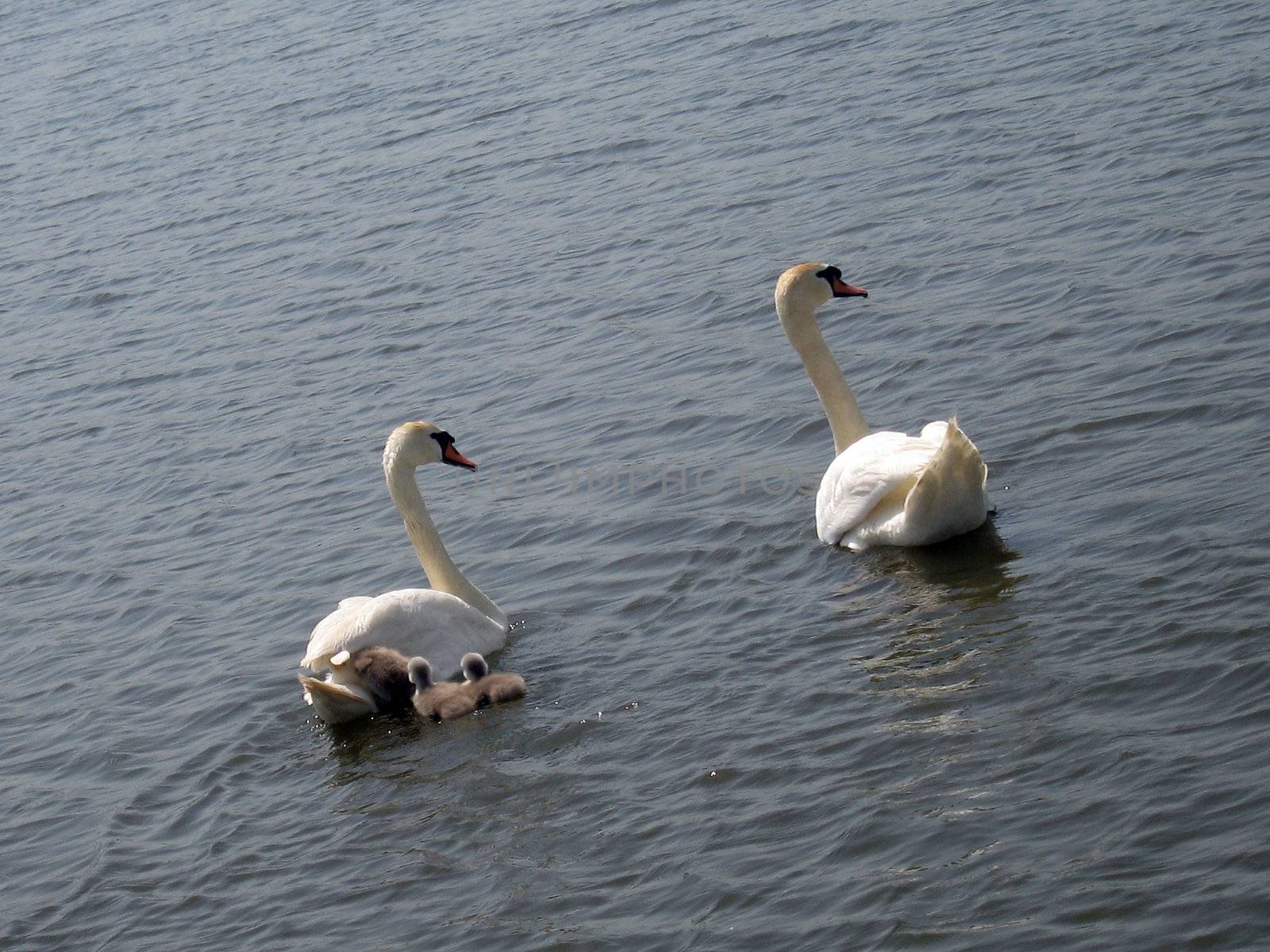 happy monogynopaedium of swans with three nestling on a lake