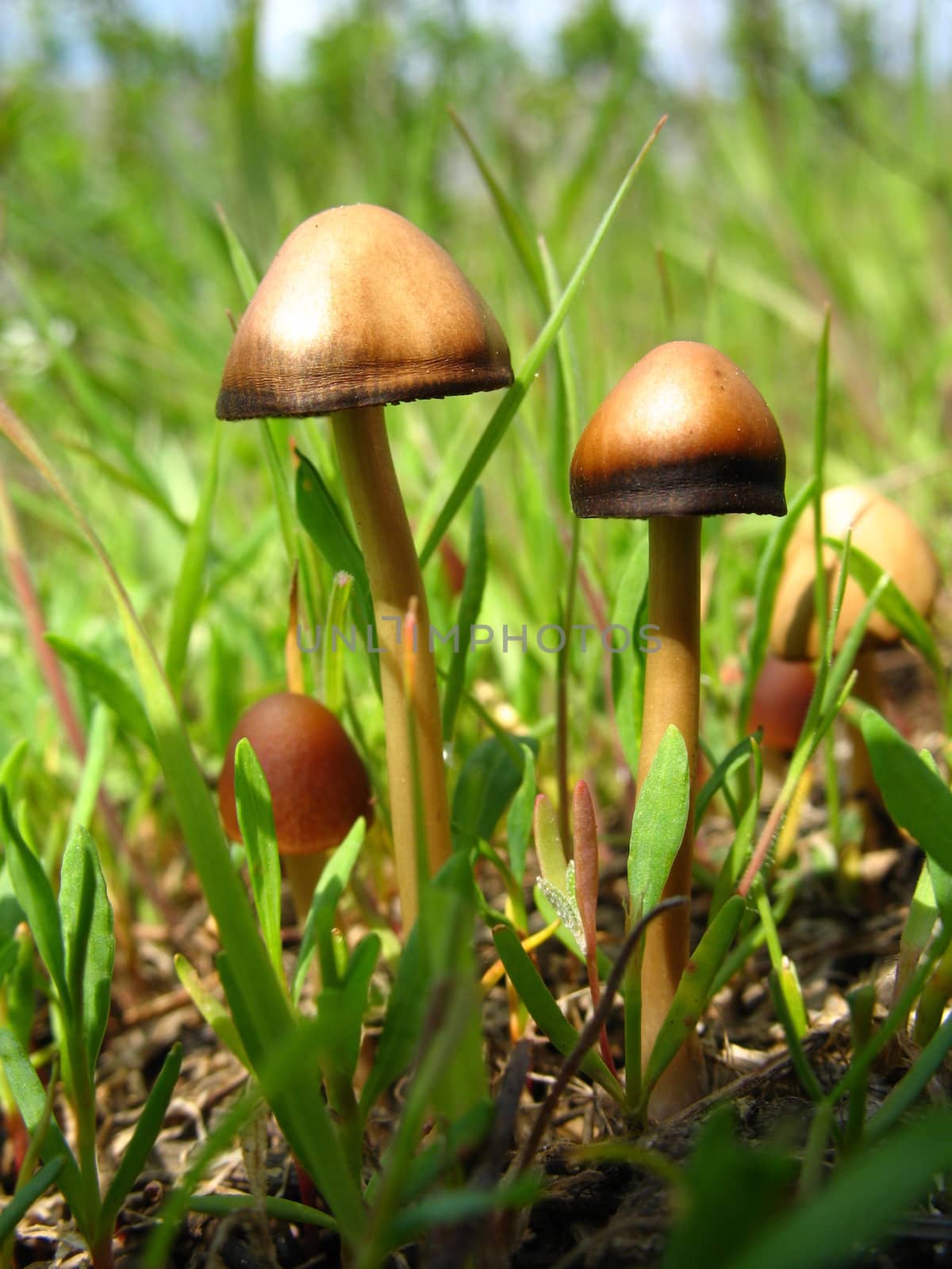  Forest mushroom in an environment of a green grass 5