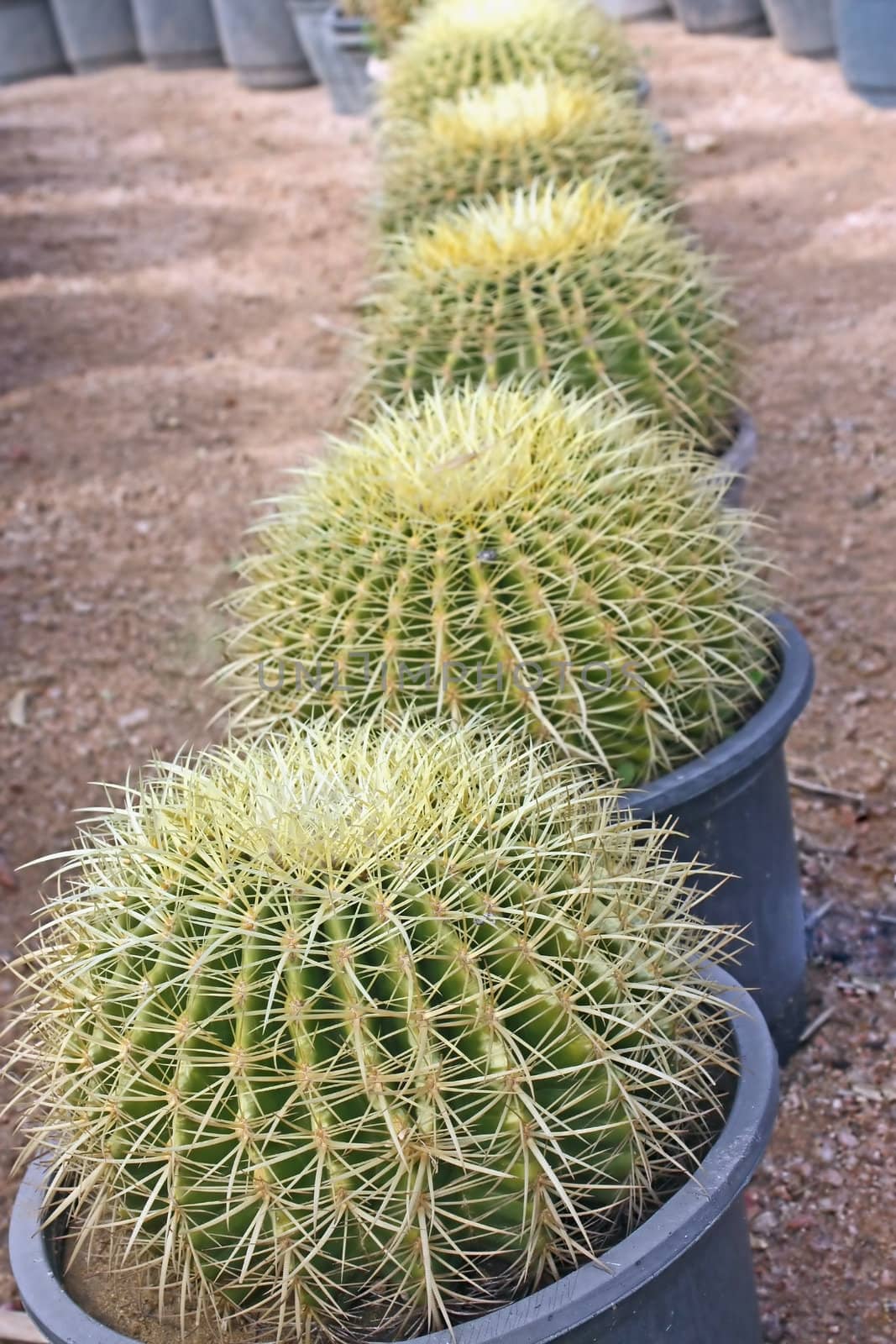 Cactuses grow in pots. Pots stand numbers.
