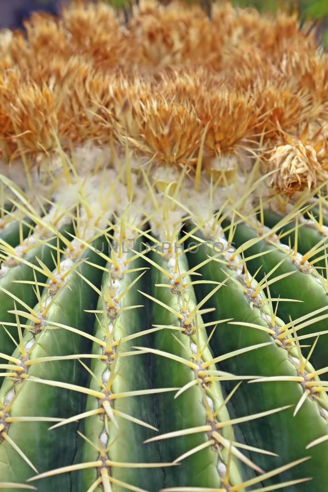 The image of a top of a cactus with the big yellow prickles.