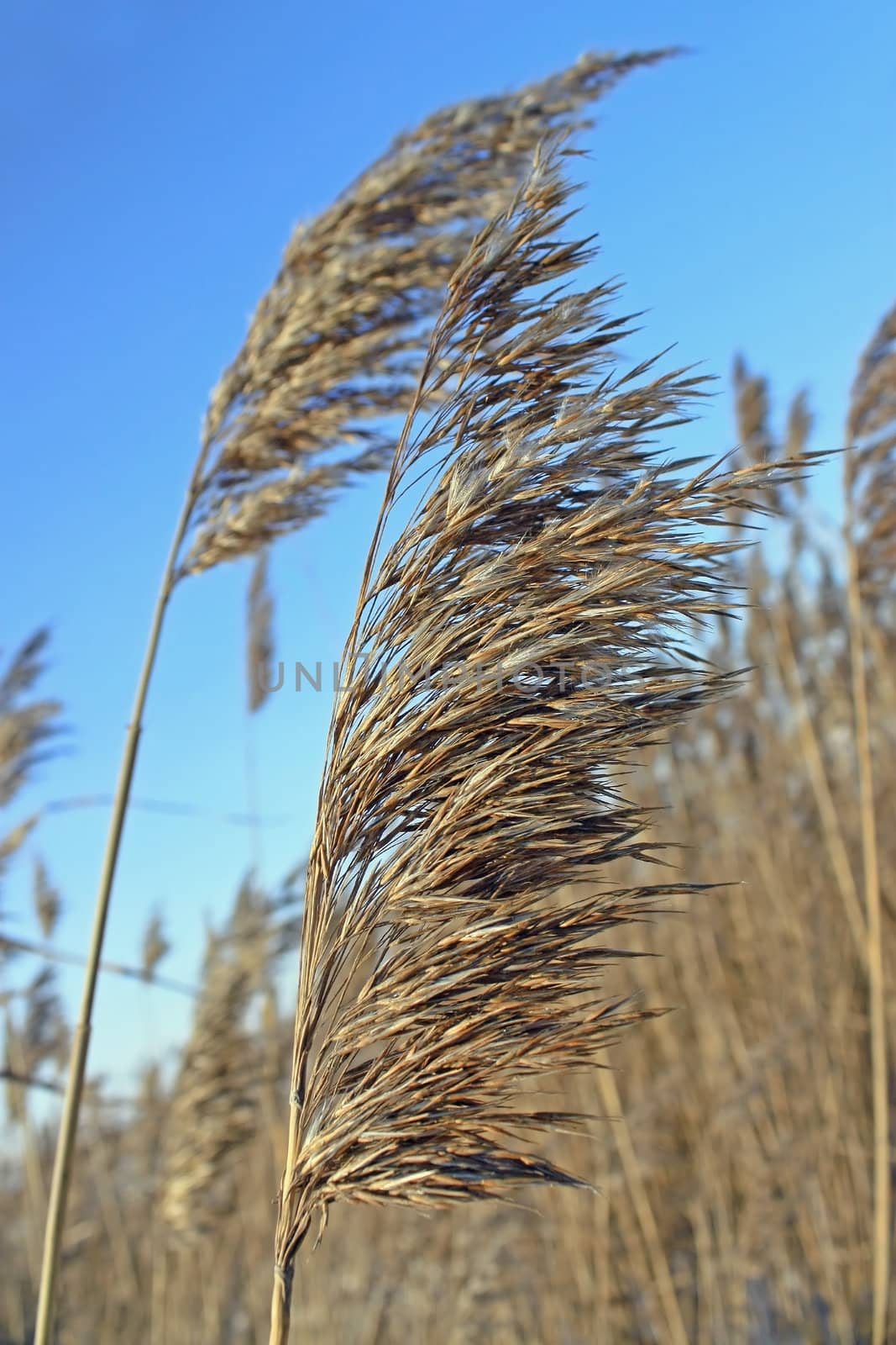Golden grass on a backdrop of brilliant blue sky.