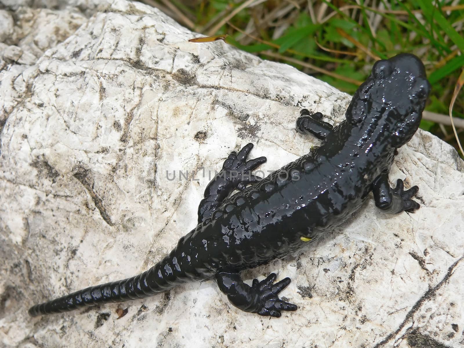 salamander on a stone close up