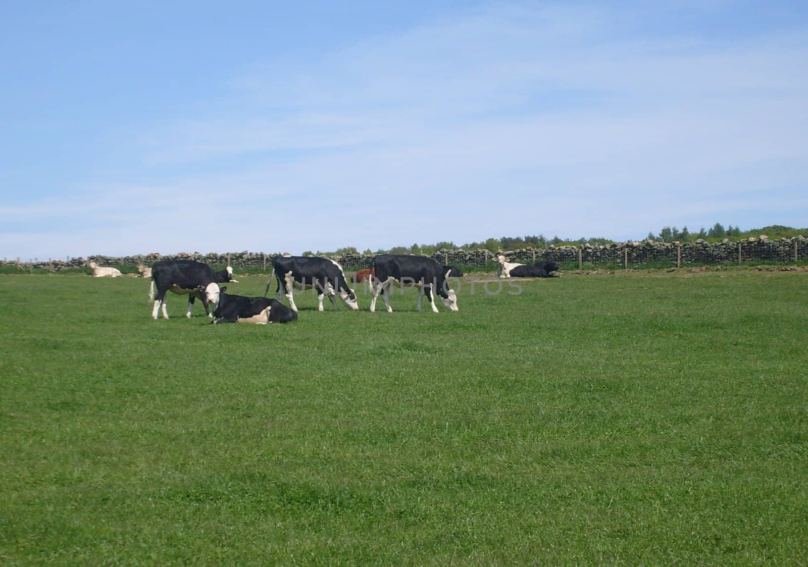 Cows  grazing in field in agricultural landscape, North Yorkshire National Park, England.