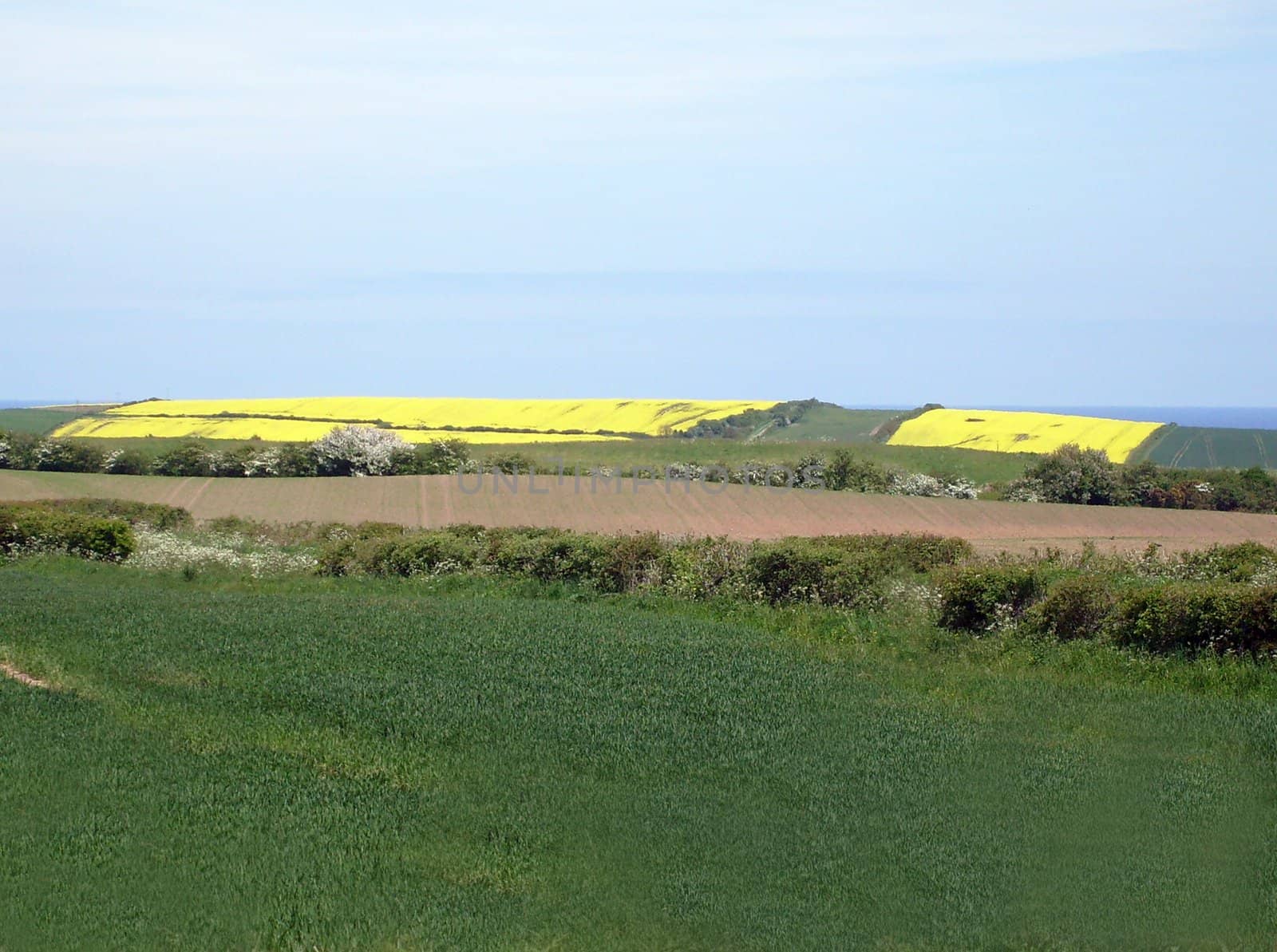 Rural landscape by speedfighter