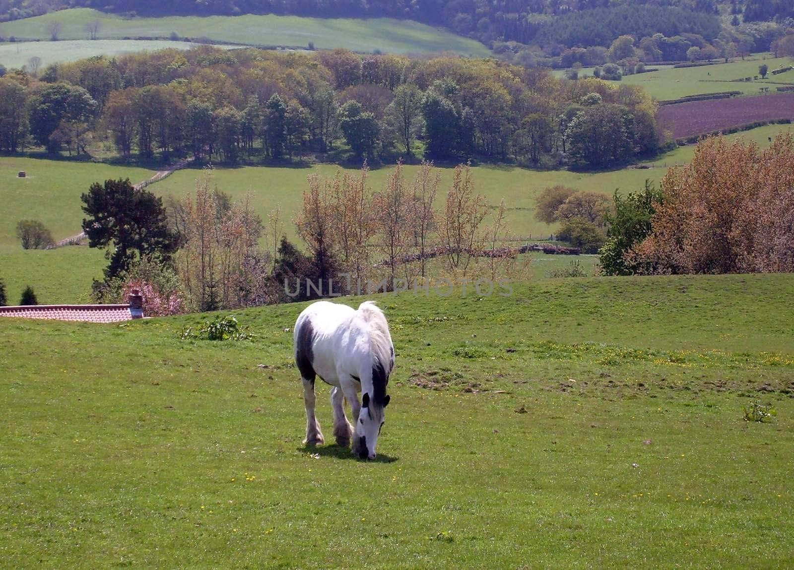 Horse standing in rural countryside landscape of North Yorkshire Moors National Park, England.