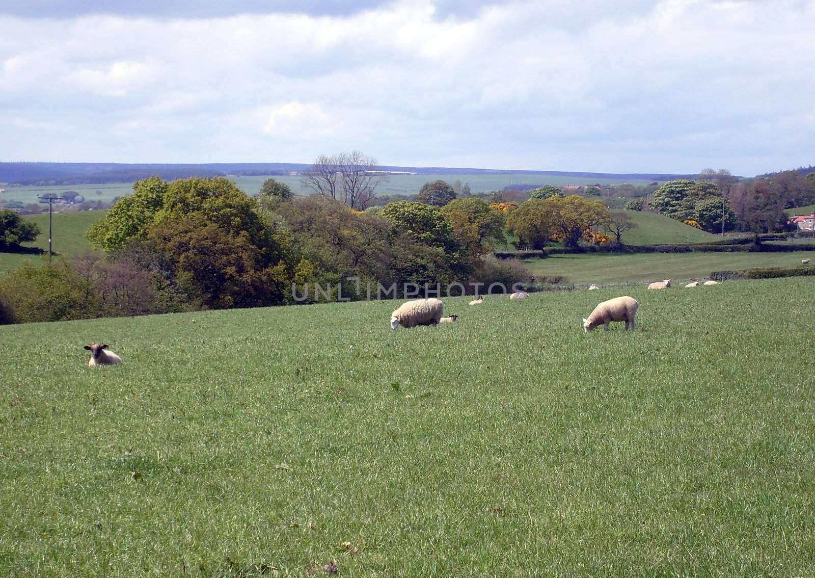 Sheep grazing in rural countryside landscape of North Yorkshire Moors National Park, England.