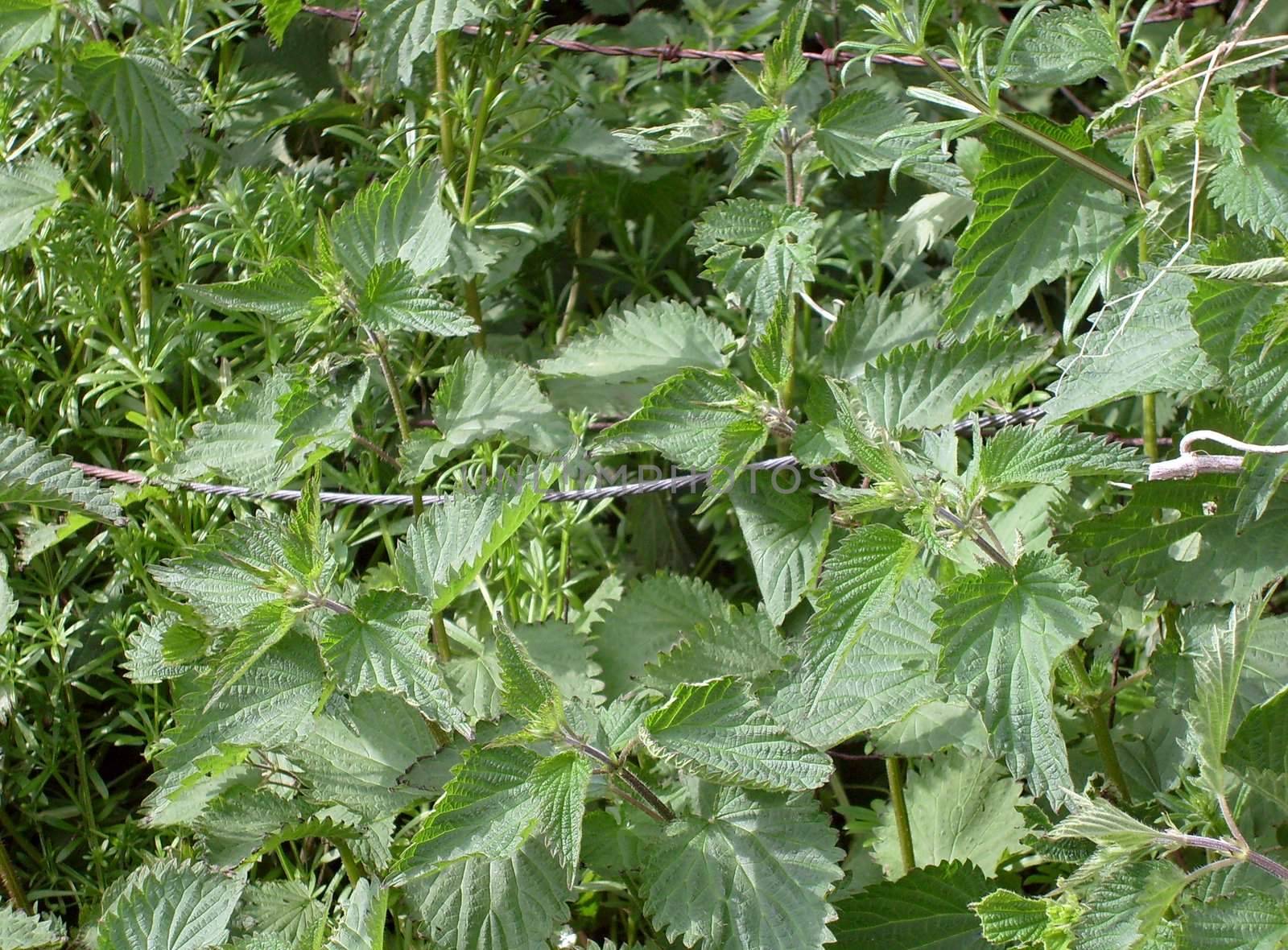 Patch of stinging nettles in rural countryside scene.