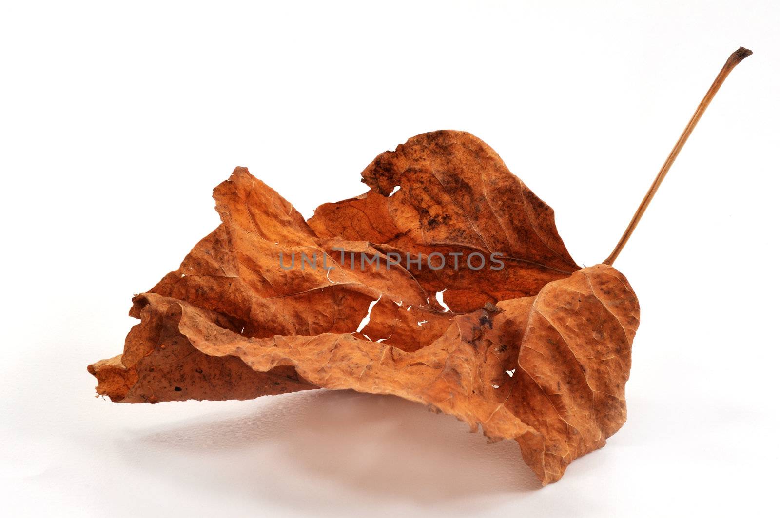 
dry autumn leaves with a lime tree on a white background
