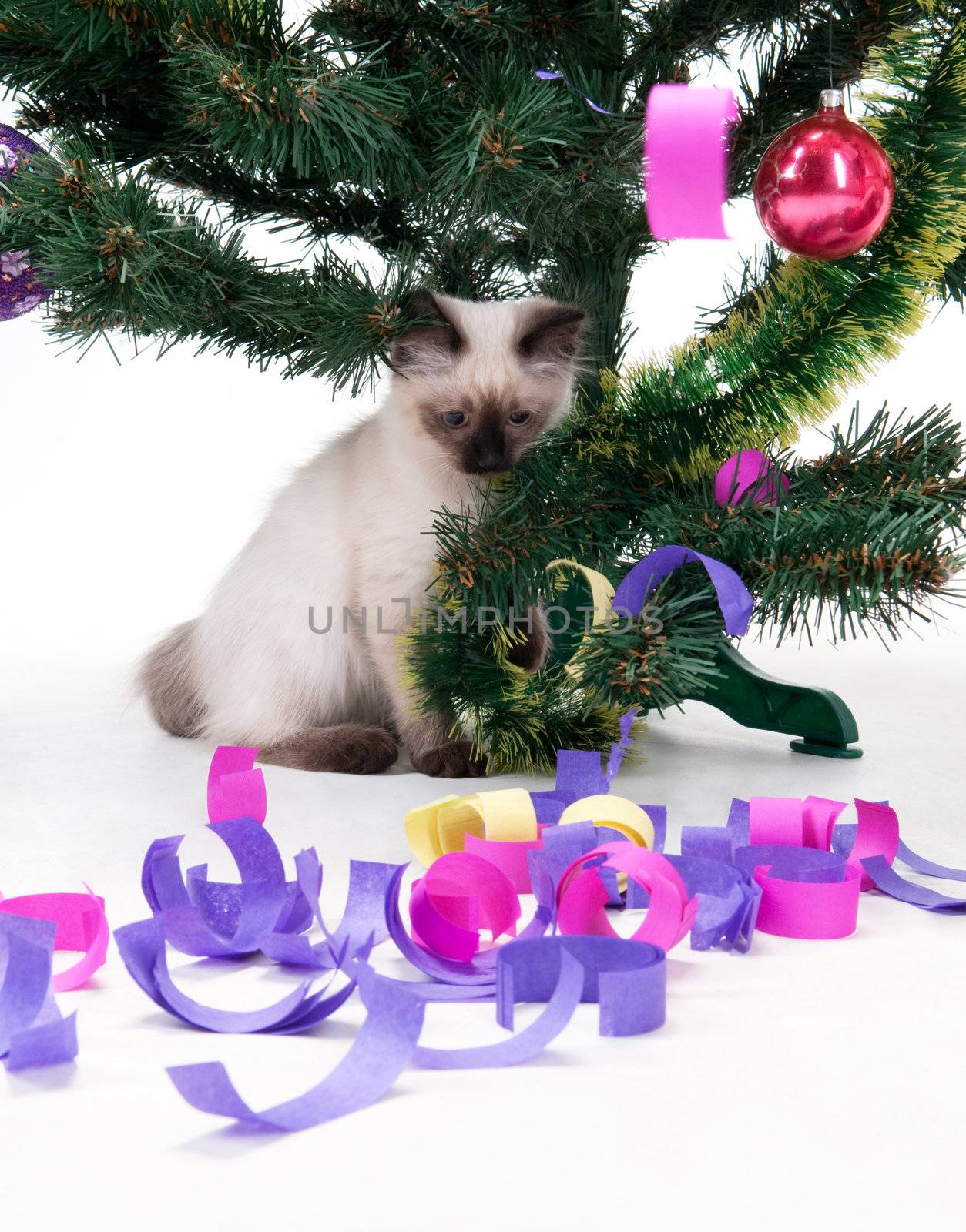 Kitten under Christmas tree