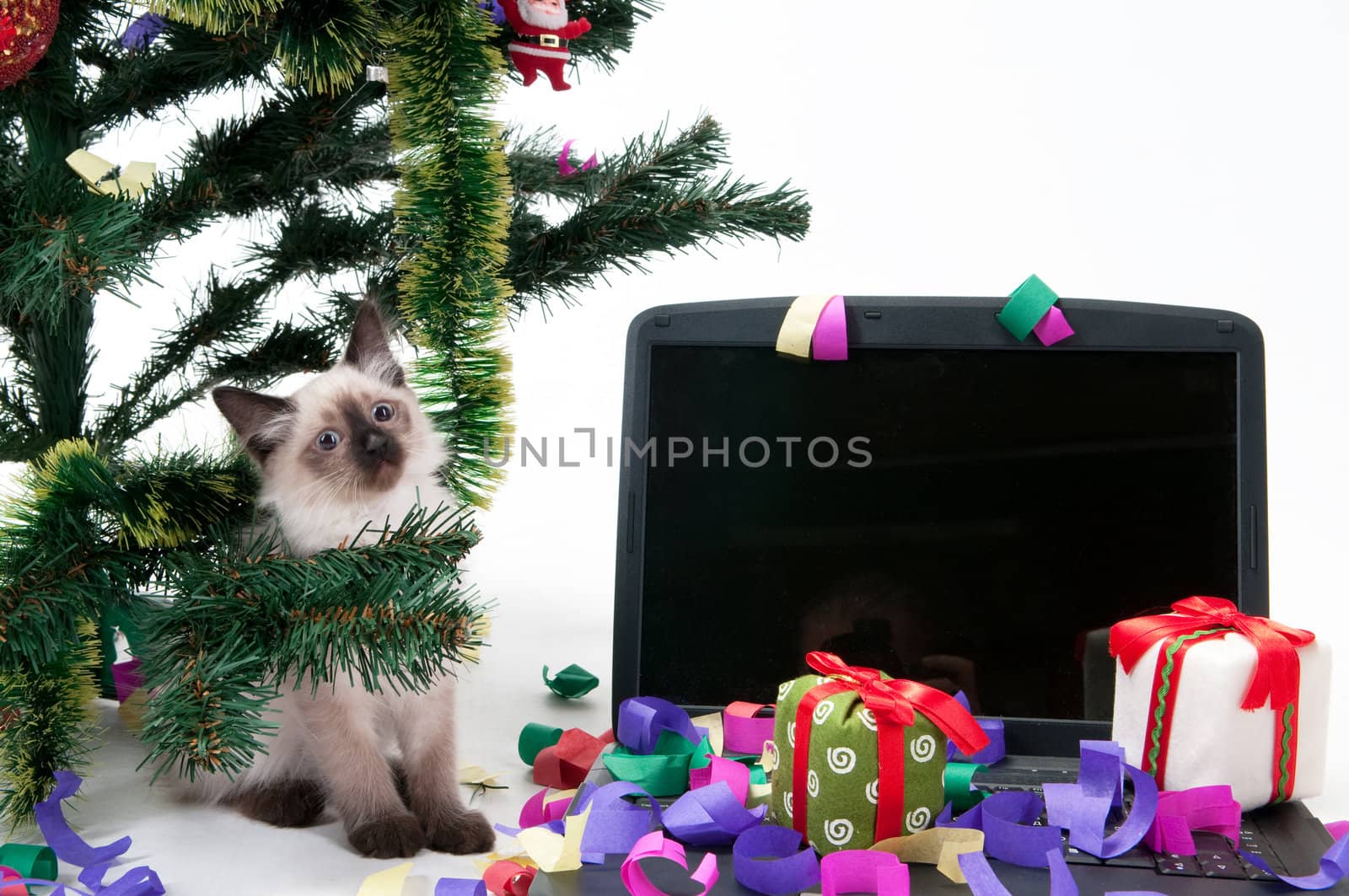 Kitten and laptop under Christmas tree