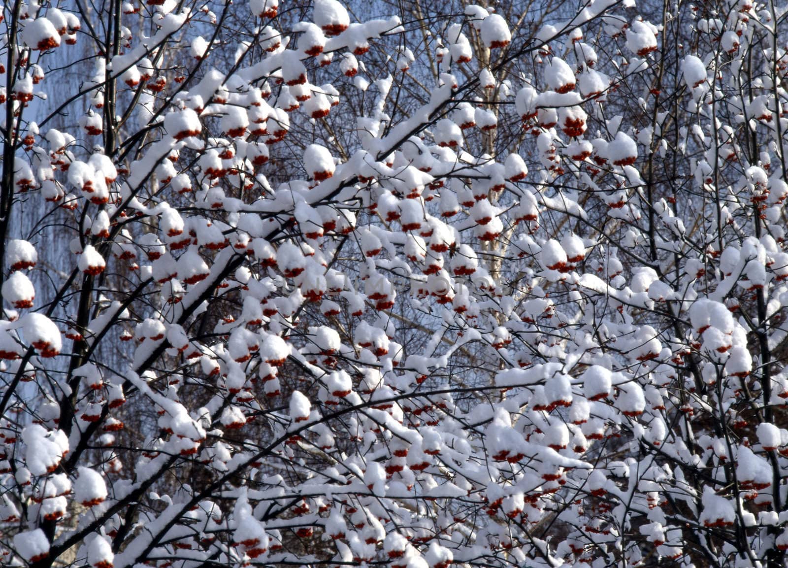 Snow covered red berries