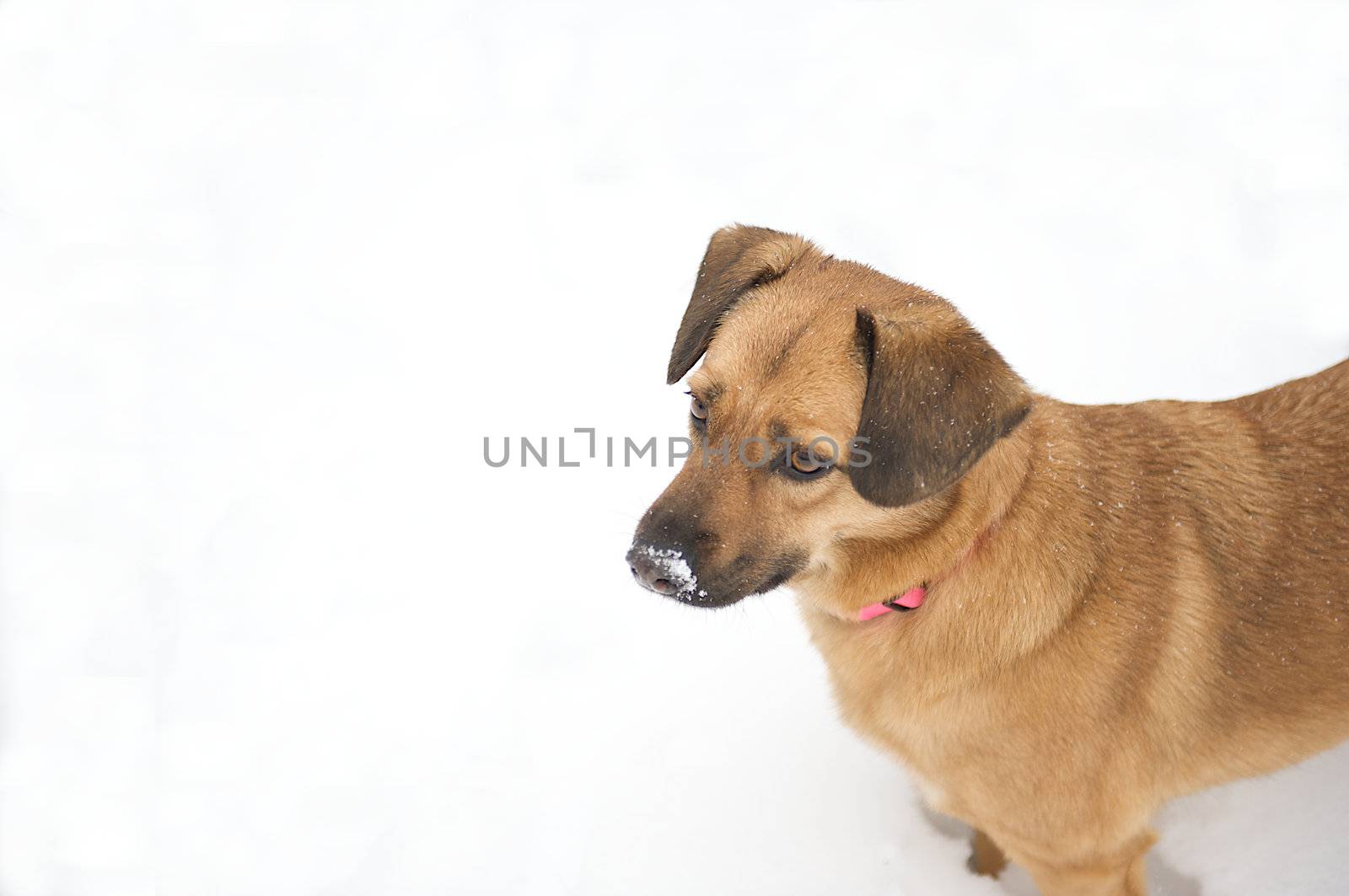 Cute dog standing with snow on her nose after an afternoon of frolicking.