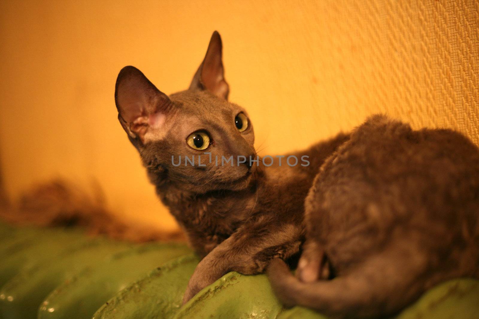 Cornish Rex cat on a green heater