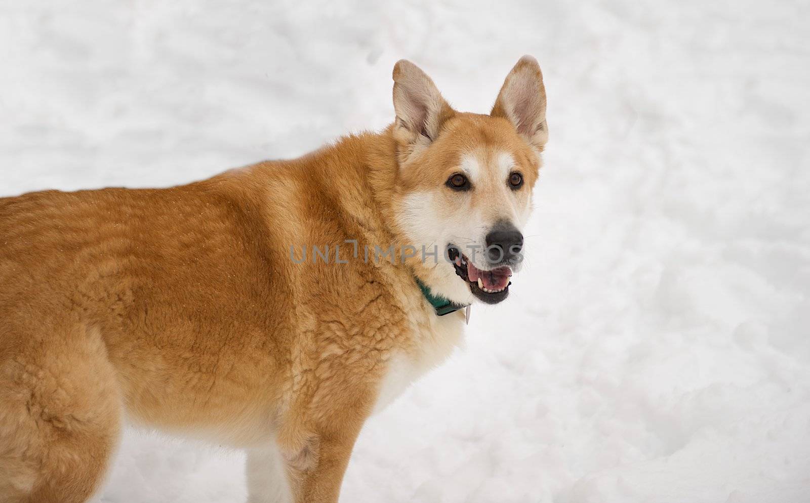 Siberian Husky mix alert and panting while standing in the snow