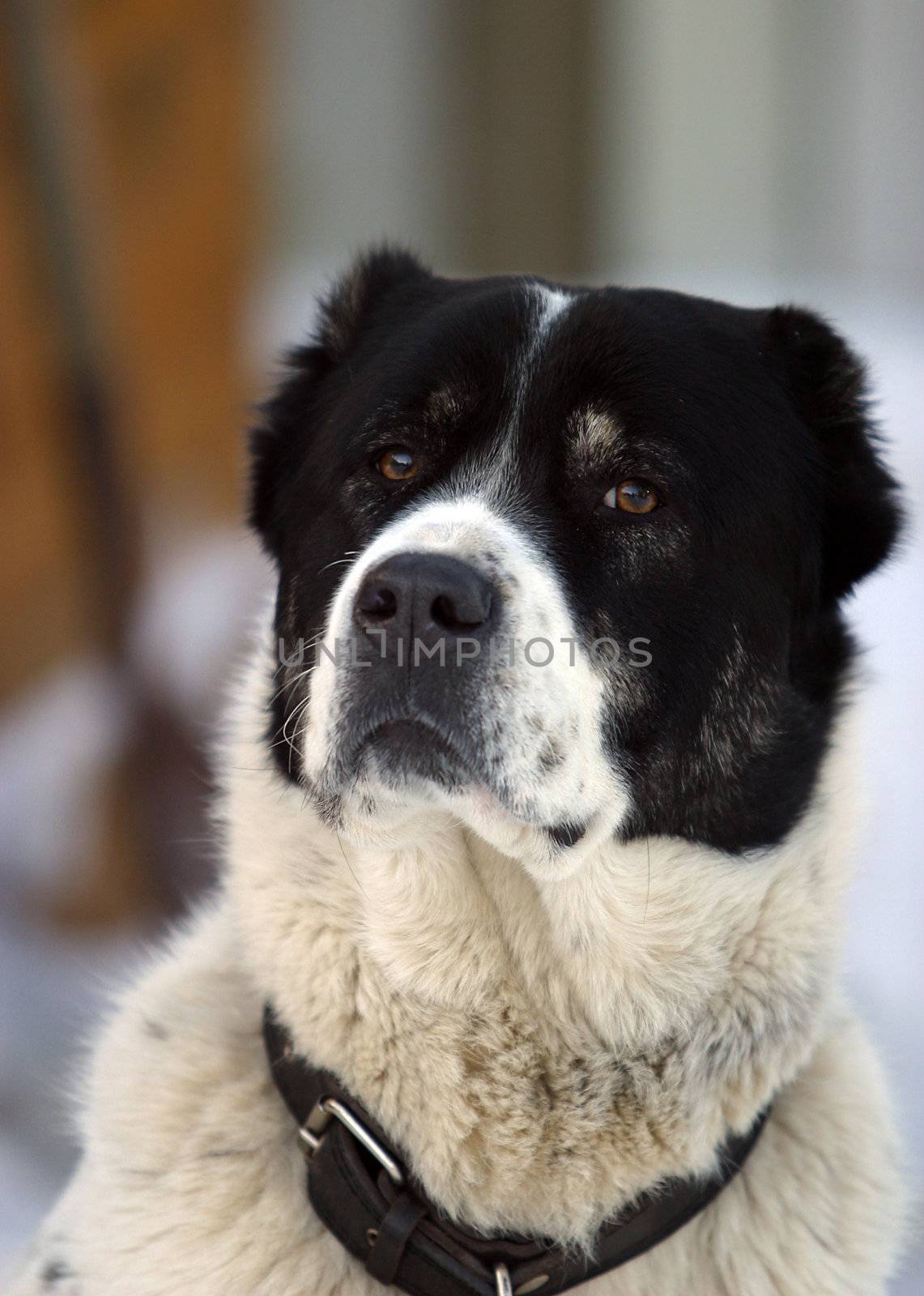 Portrait of a dog