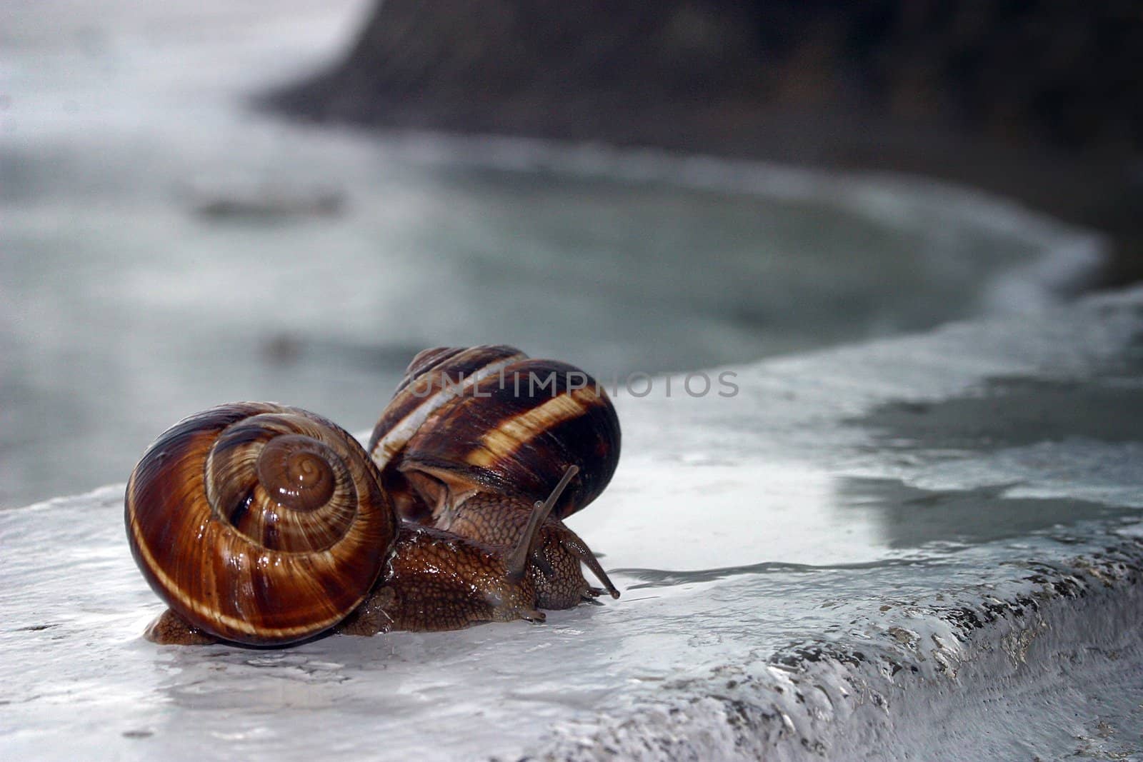 Snails on a wall