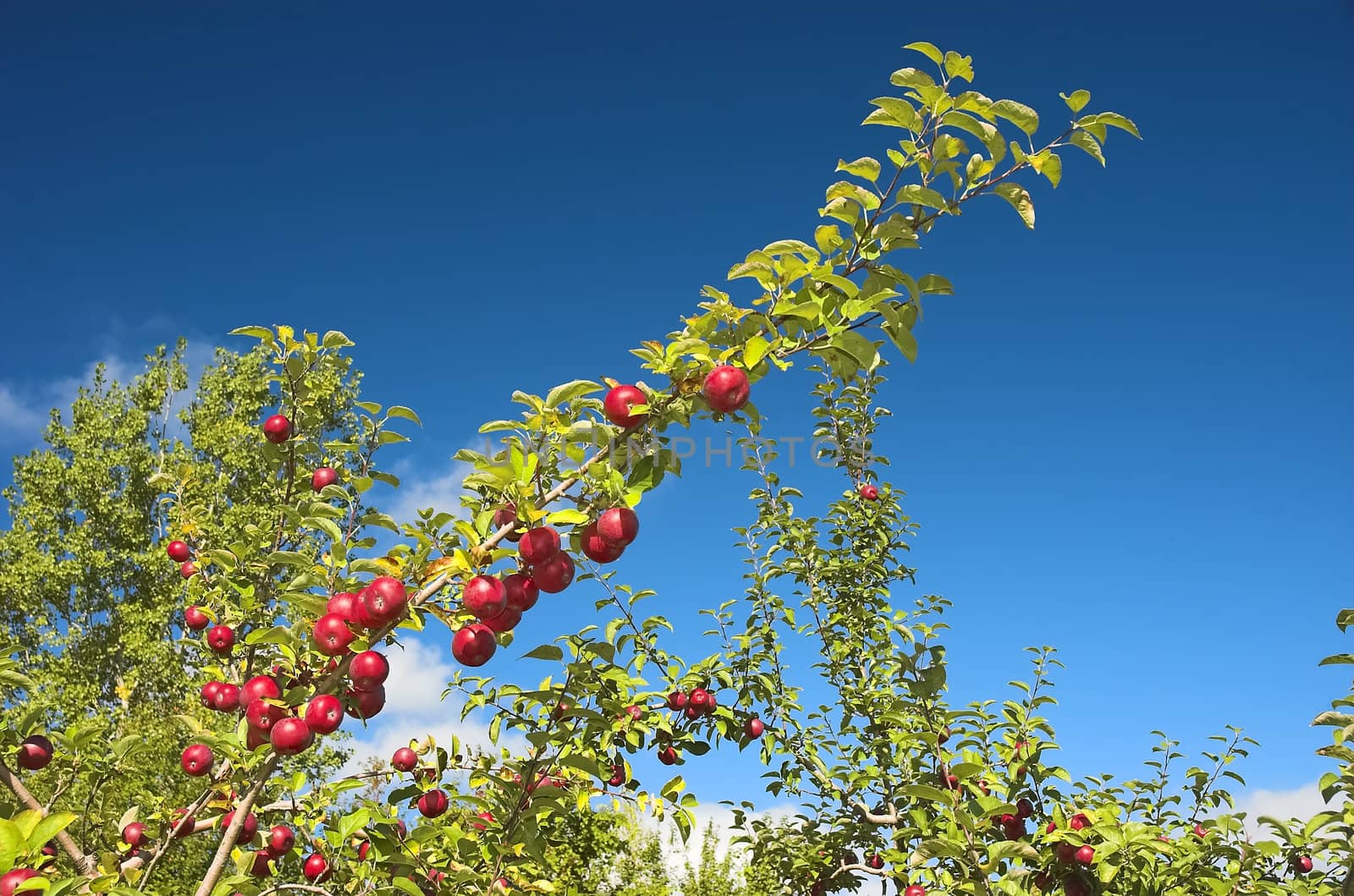 Several apples on a branch by photopierre