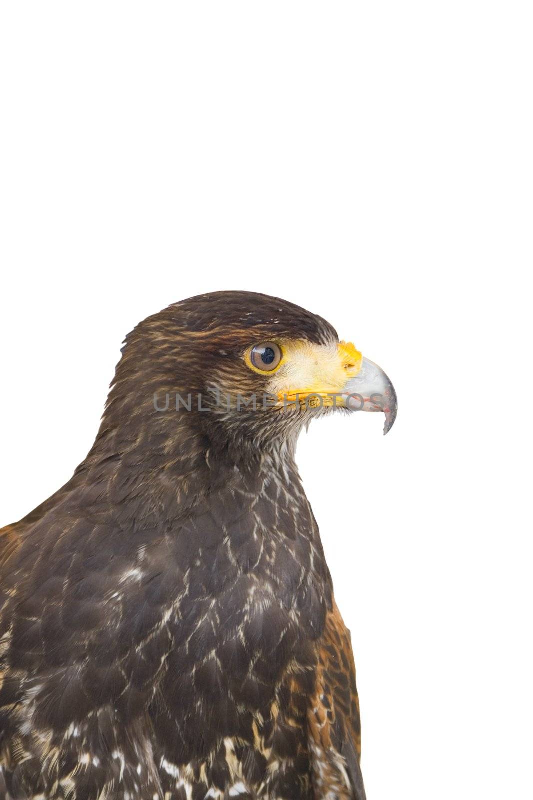 close up of a milano, an european predatory bird