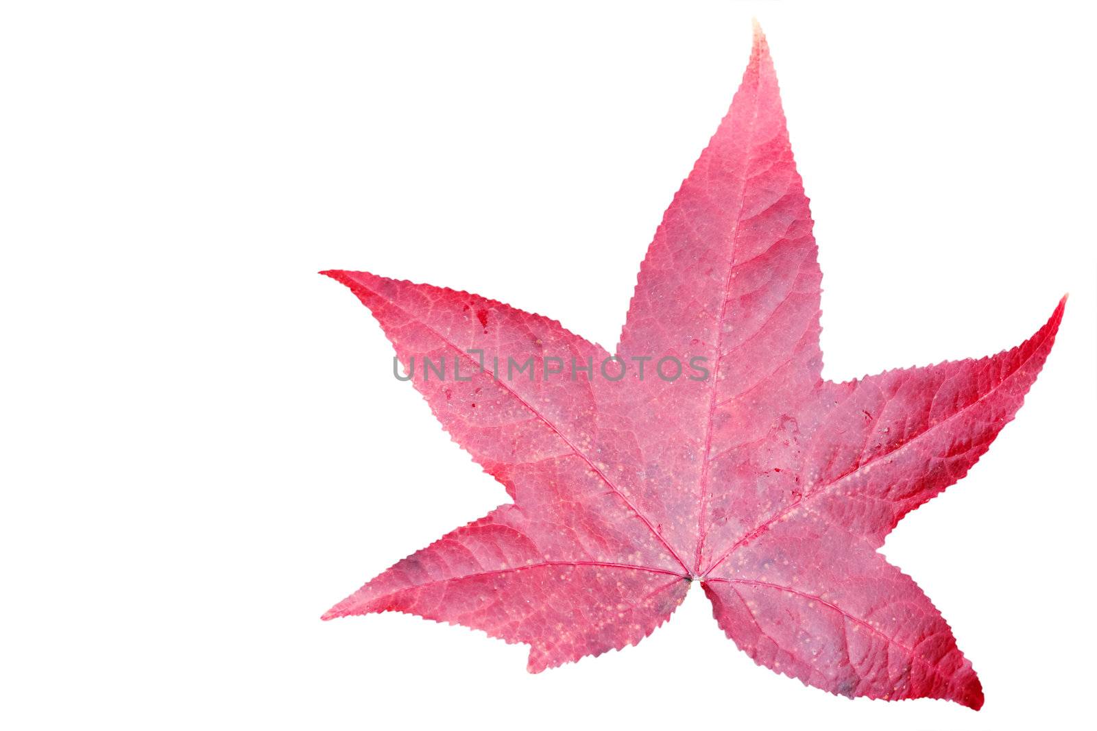 Leaf isolated on white with clipping path.