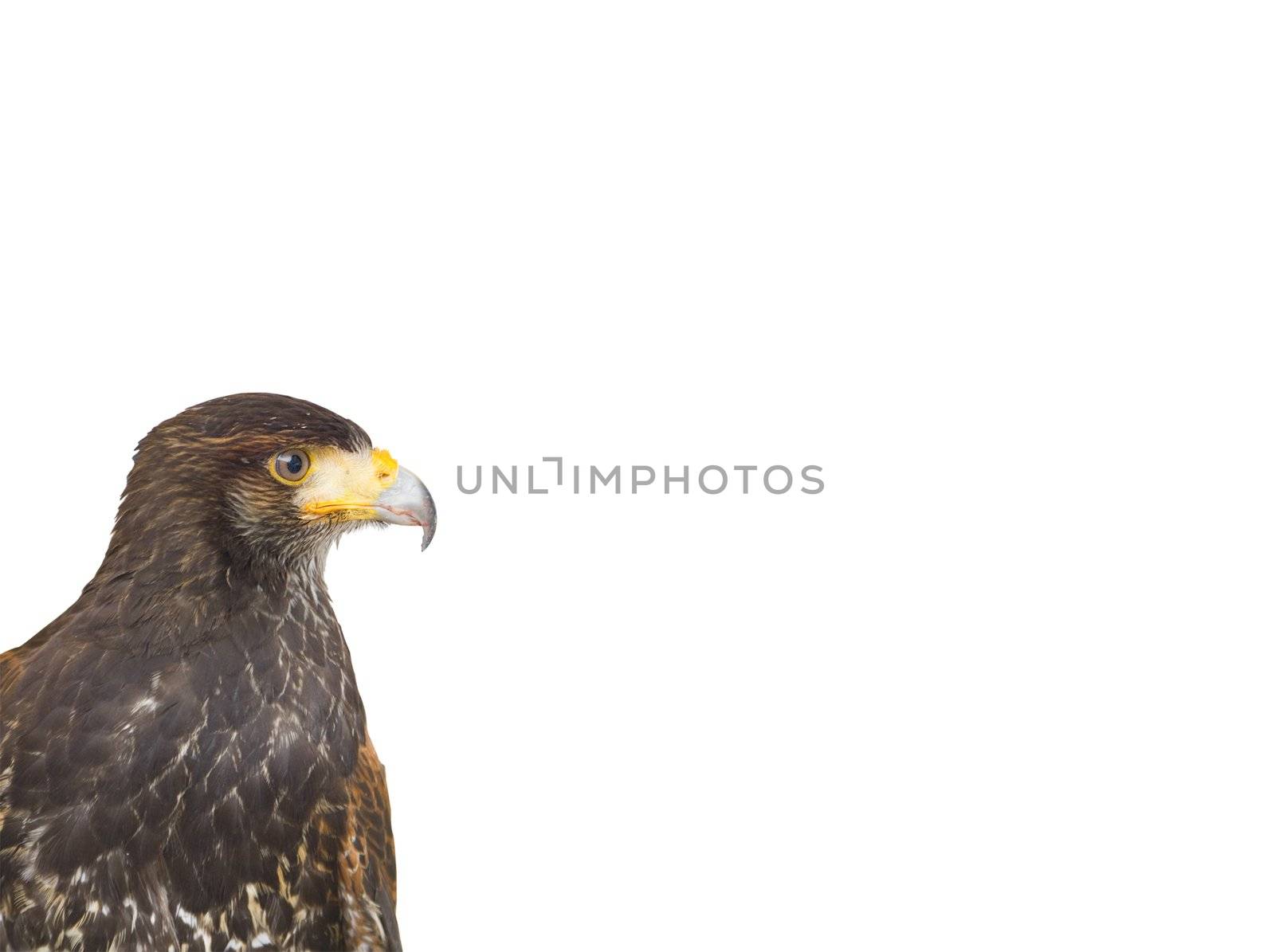 close up of a milano, an european predatory bird