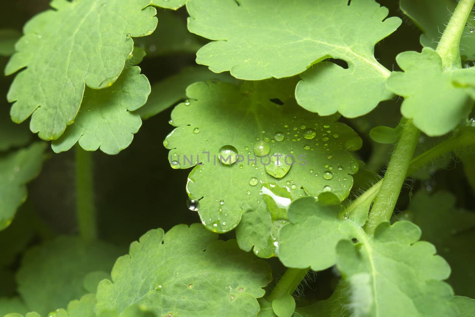 Water droplets on a fresh green leaf