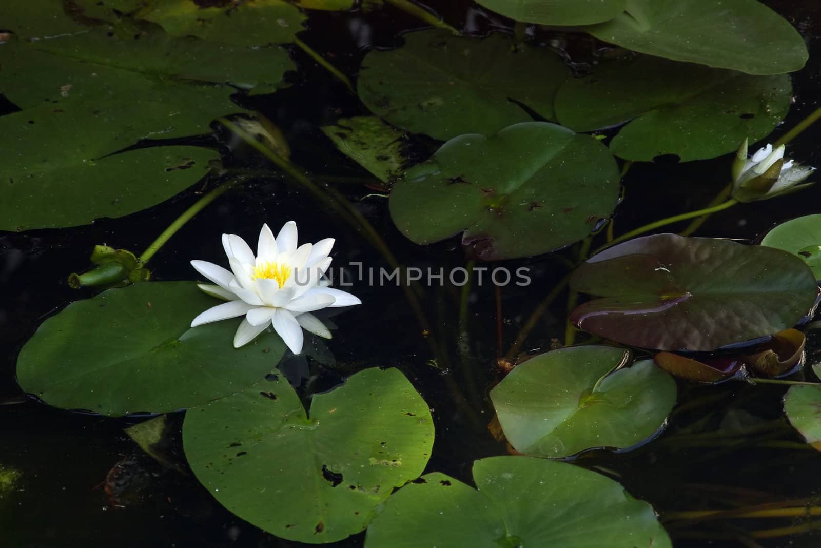 water lily, nenuphar