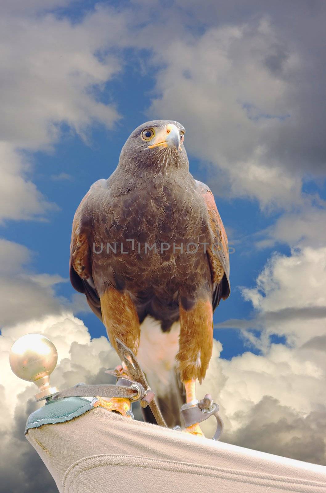 eagle hawk predatory bird by Trebuchet