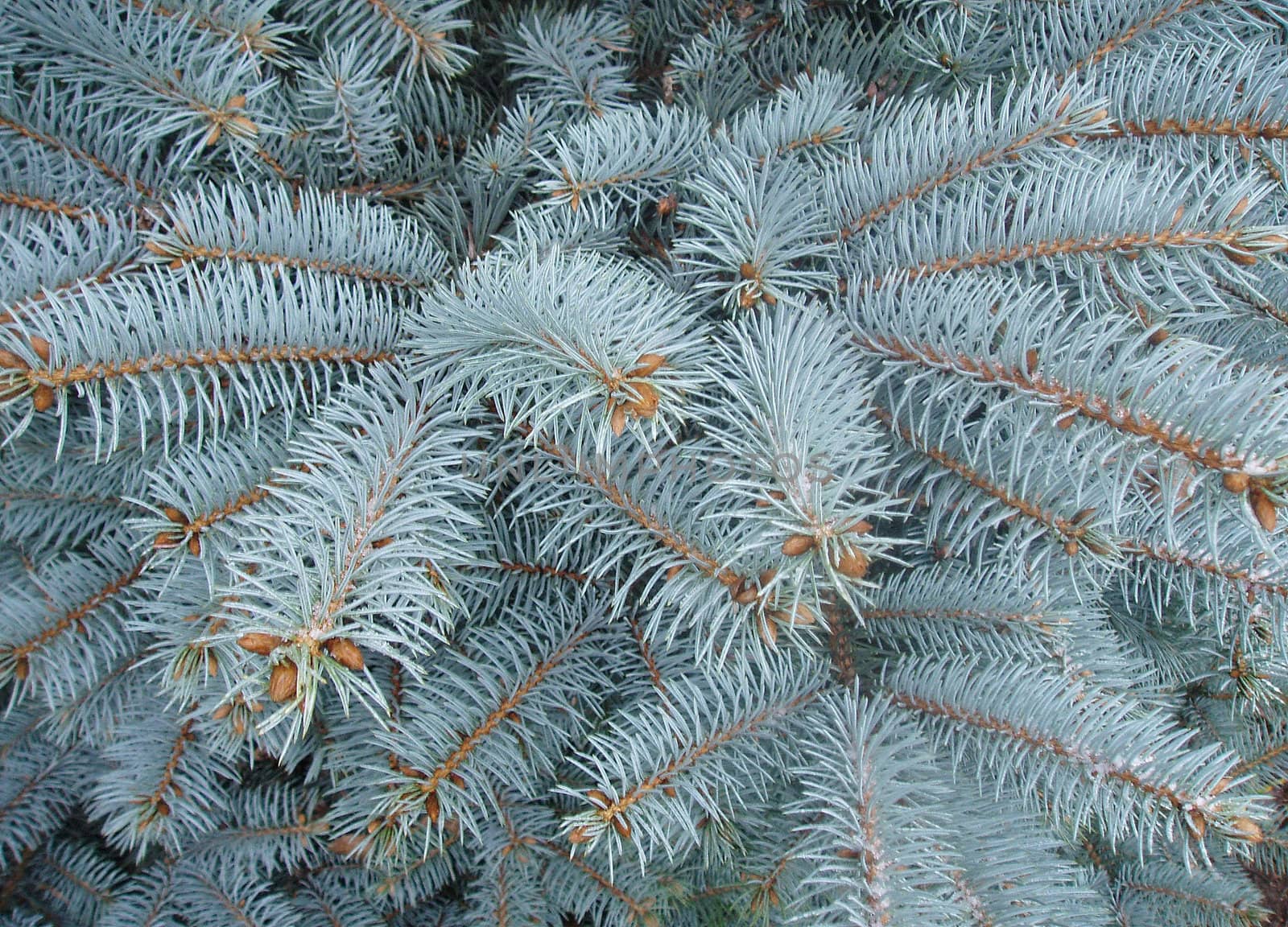 Blue spruce, cones and needles        