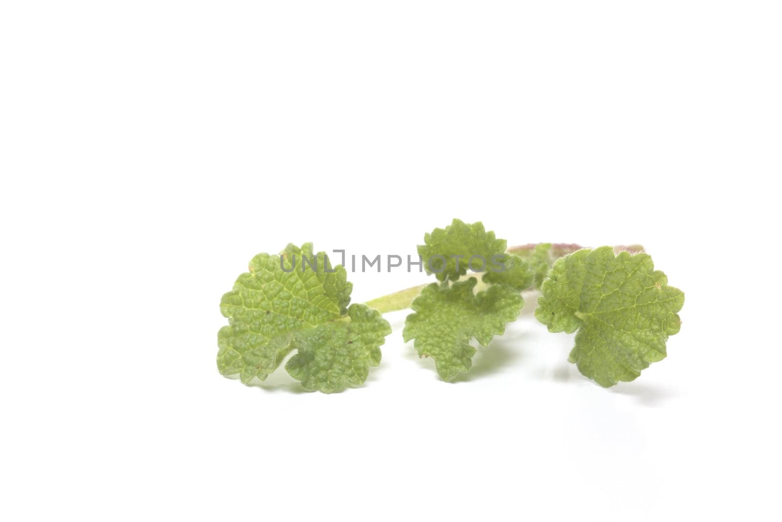 fresh and green nettle isolated on white background