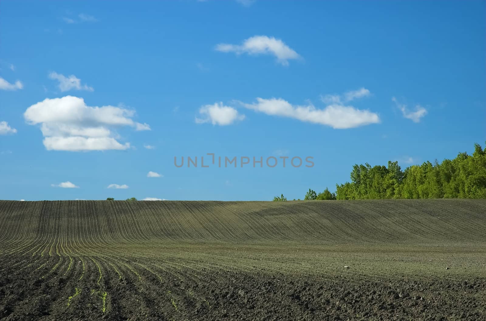 Early growth in farm field by photopierre