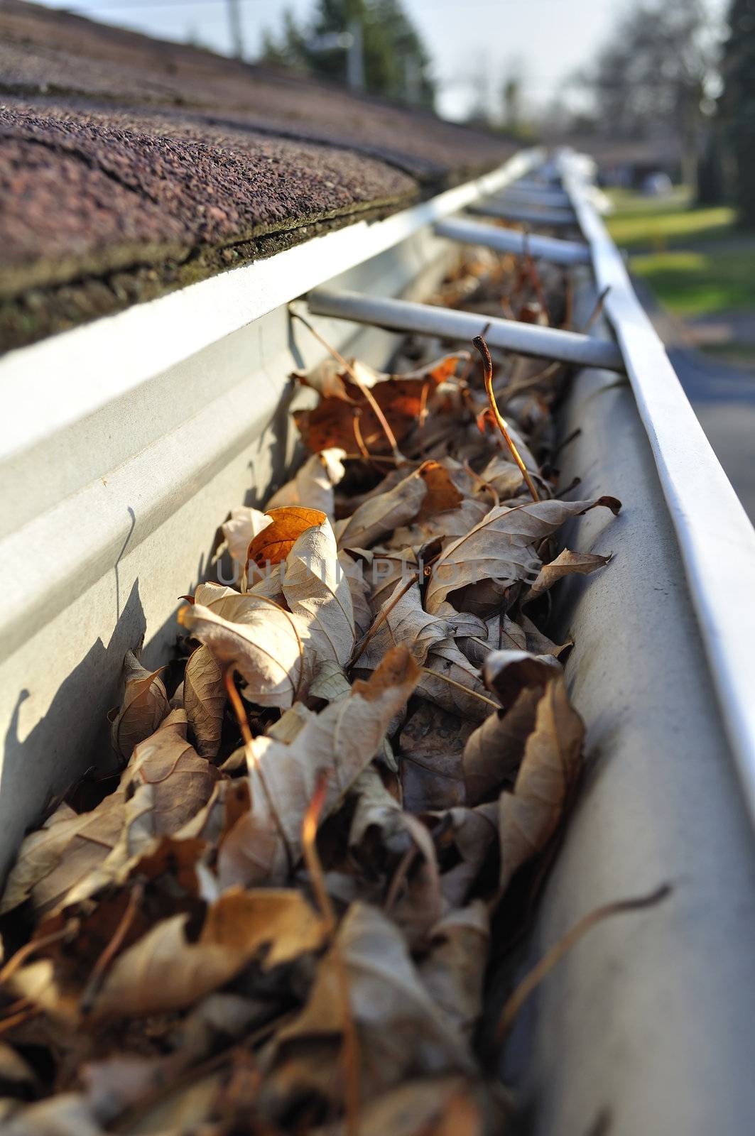 Leaves in rain gutter. by FER737NG